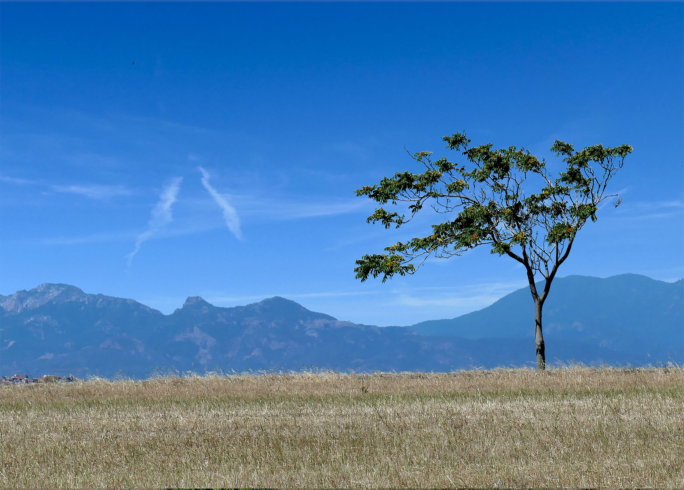 Albero solitario