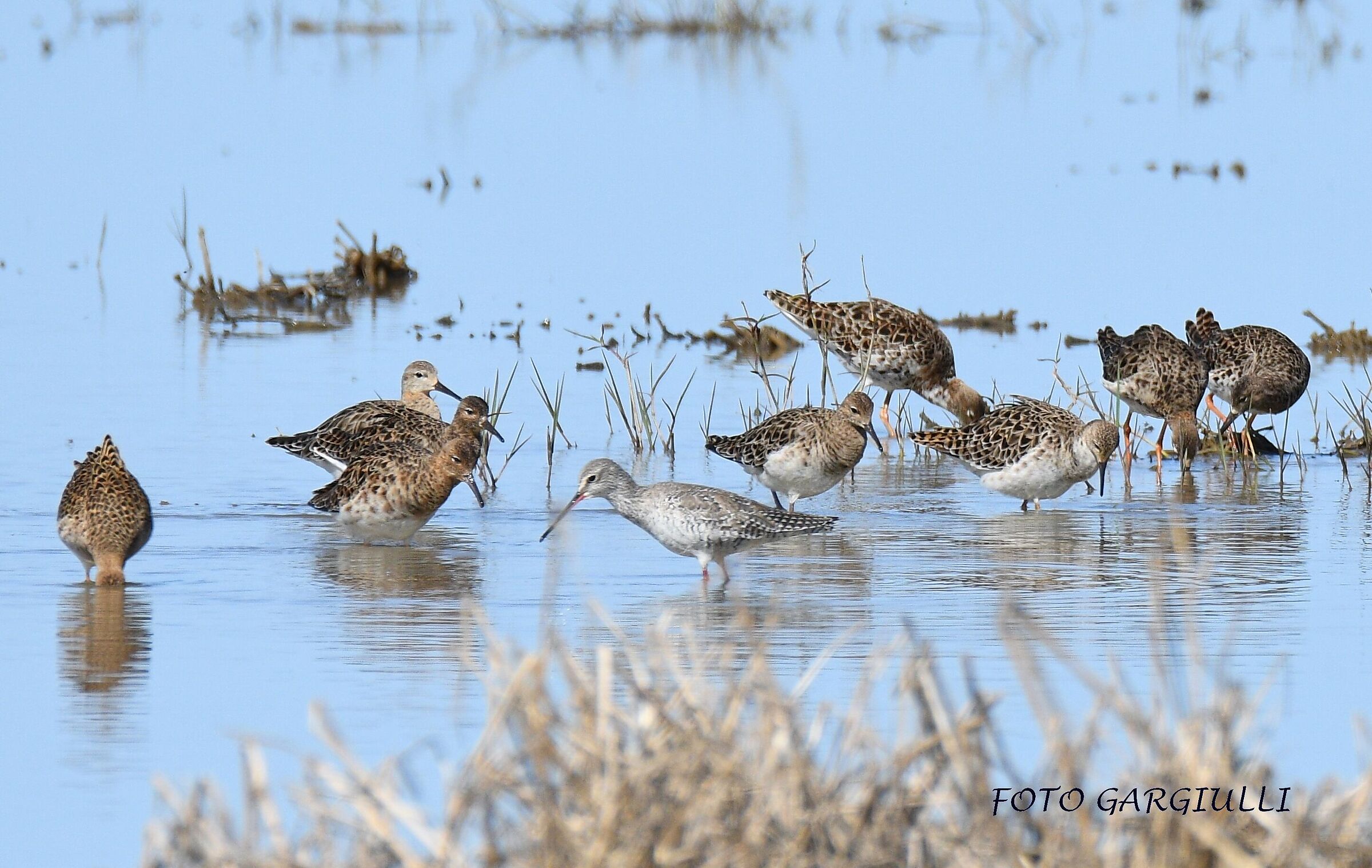 Totano moro e combattenti