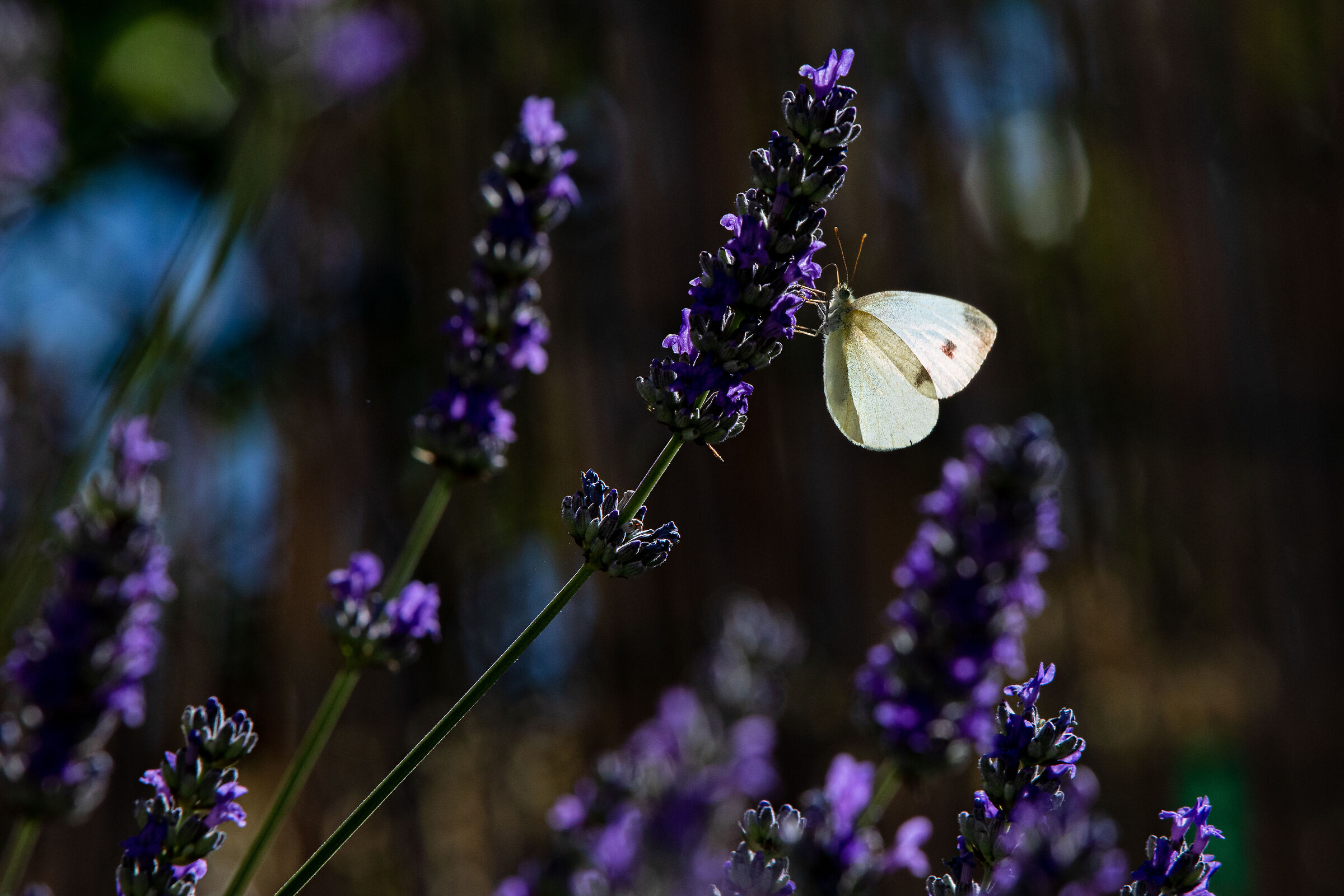 In the garden
