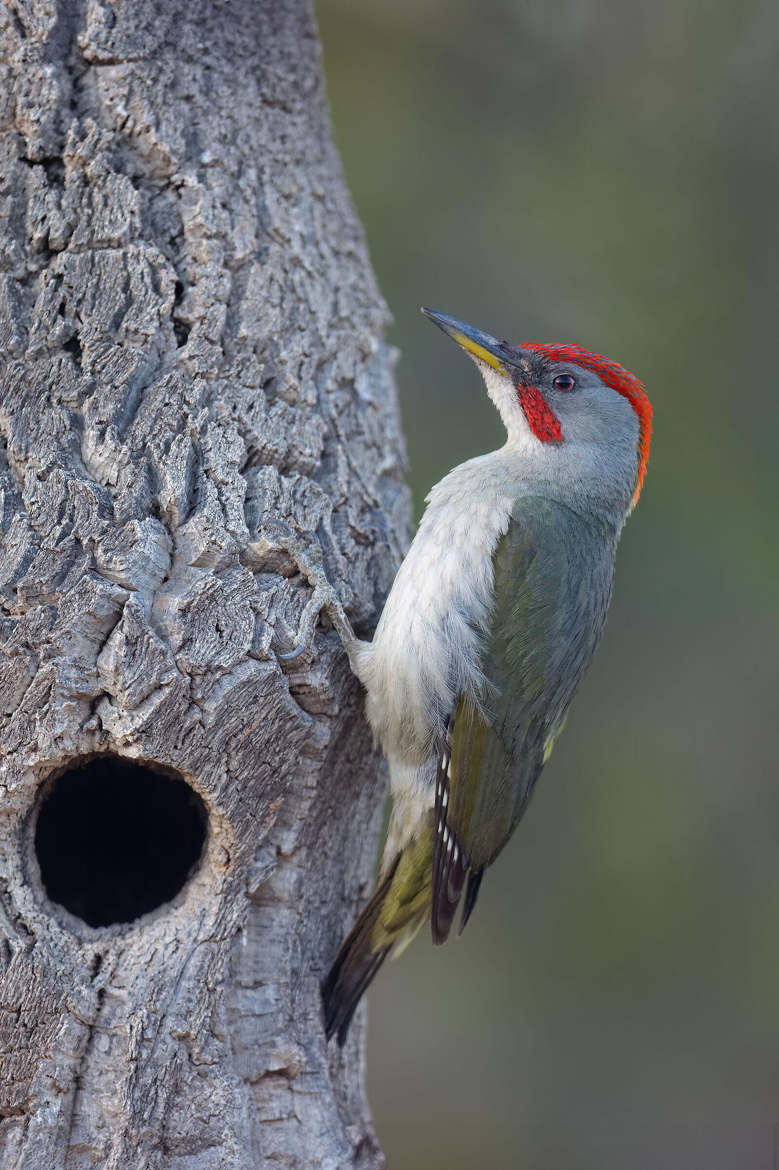 Hispanic Green Woodpecker