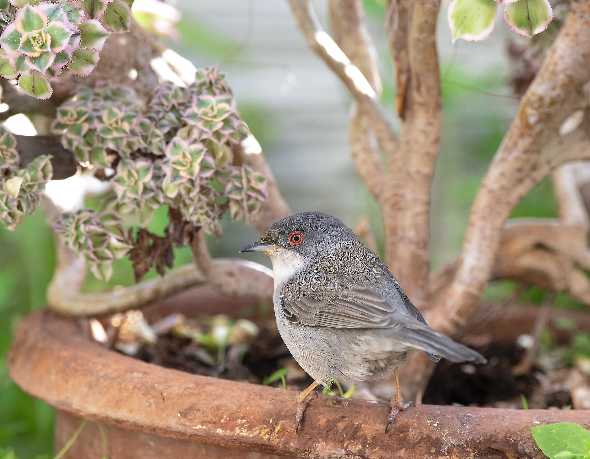 Occhiocotta among my plants