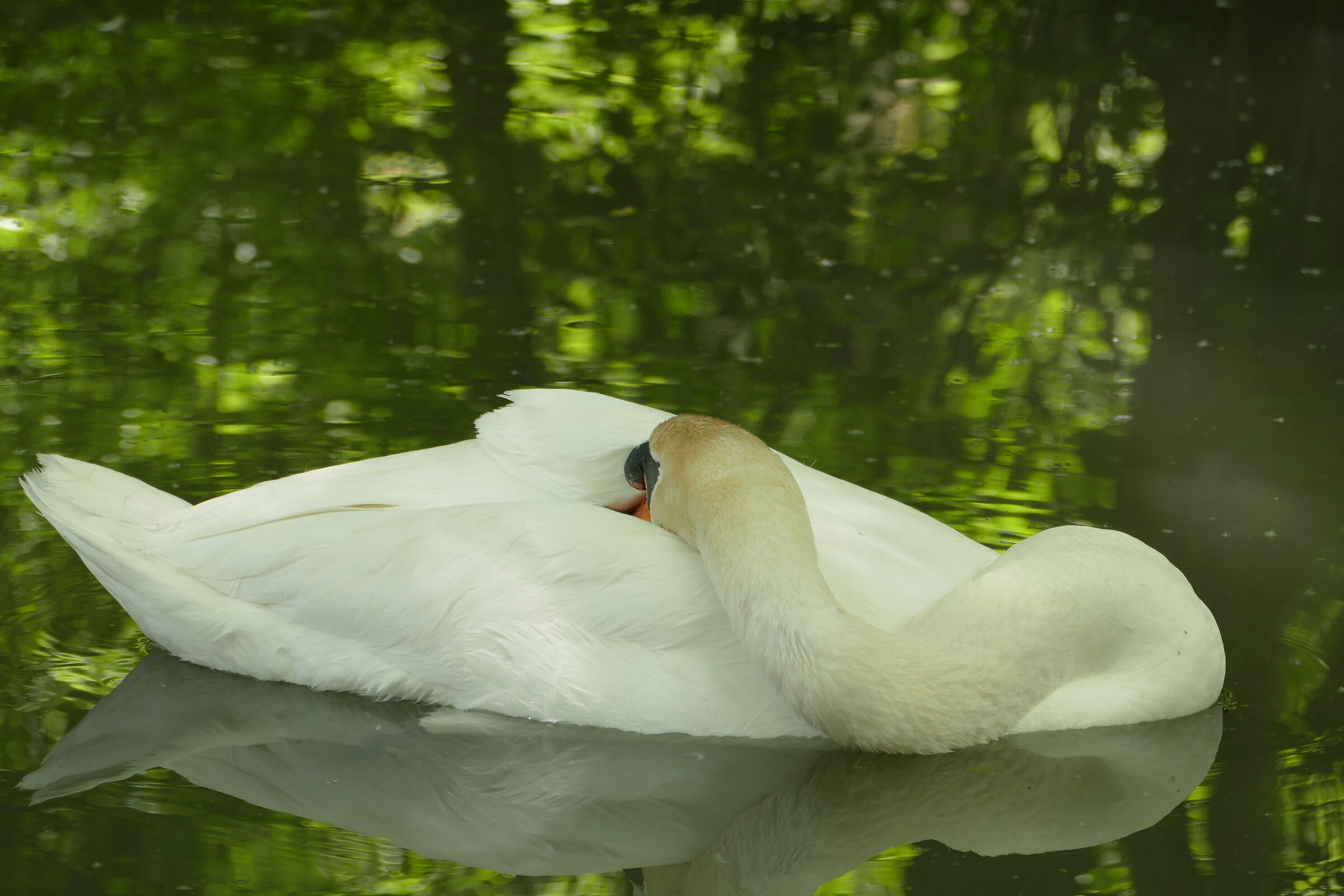 Sleeping Swan