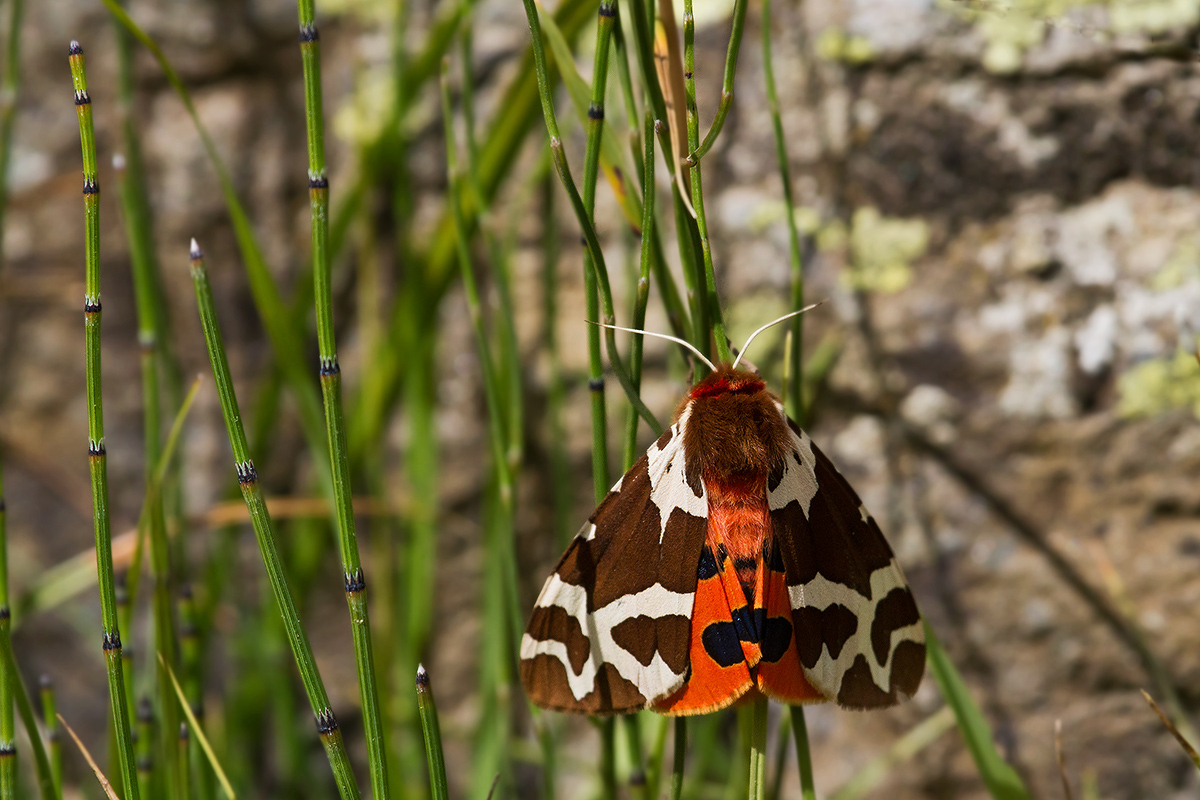 Arctia caja of horsetail
