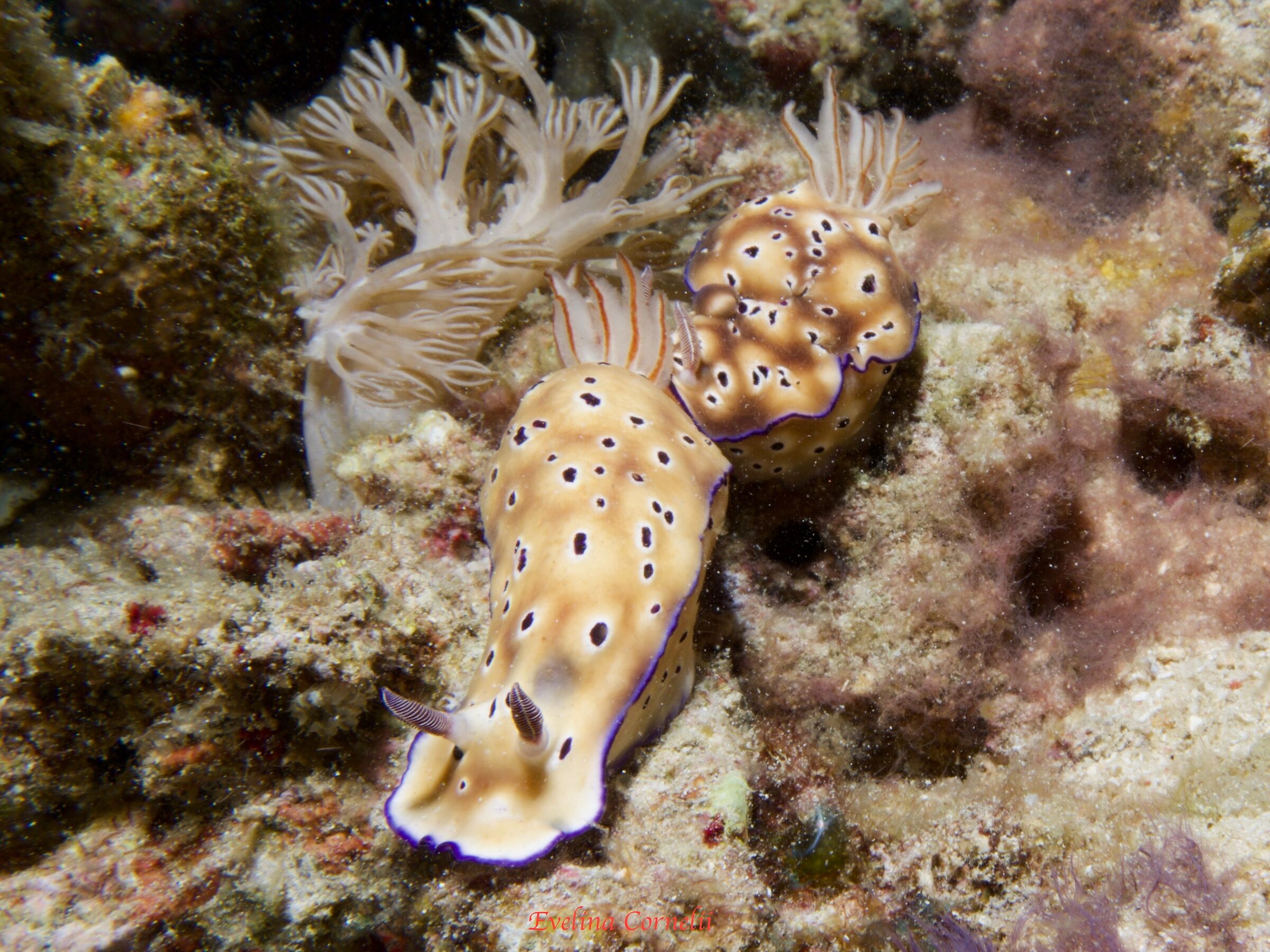 Nudibranchs love each other too