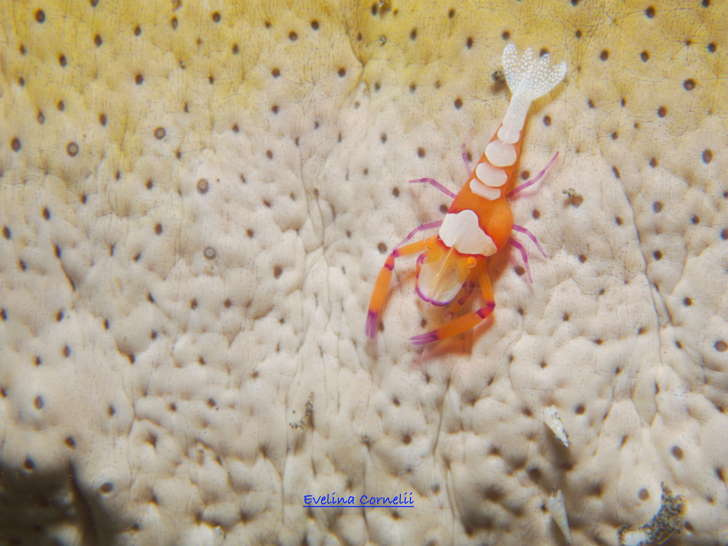 Emperor Shrimp