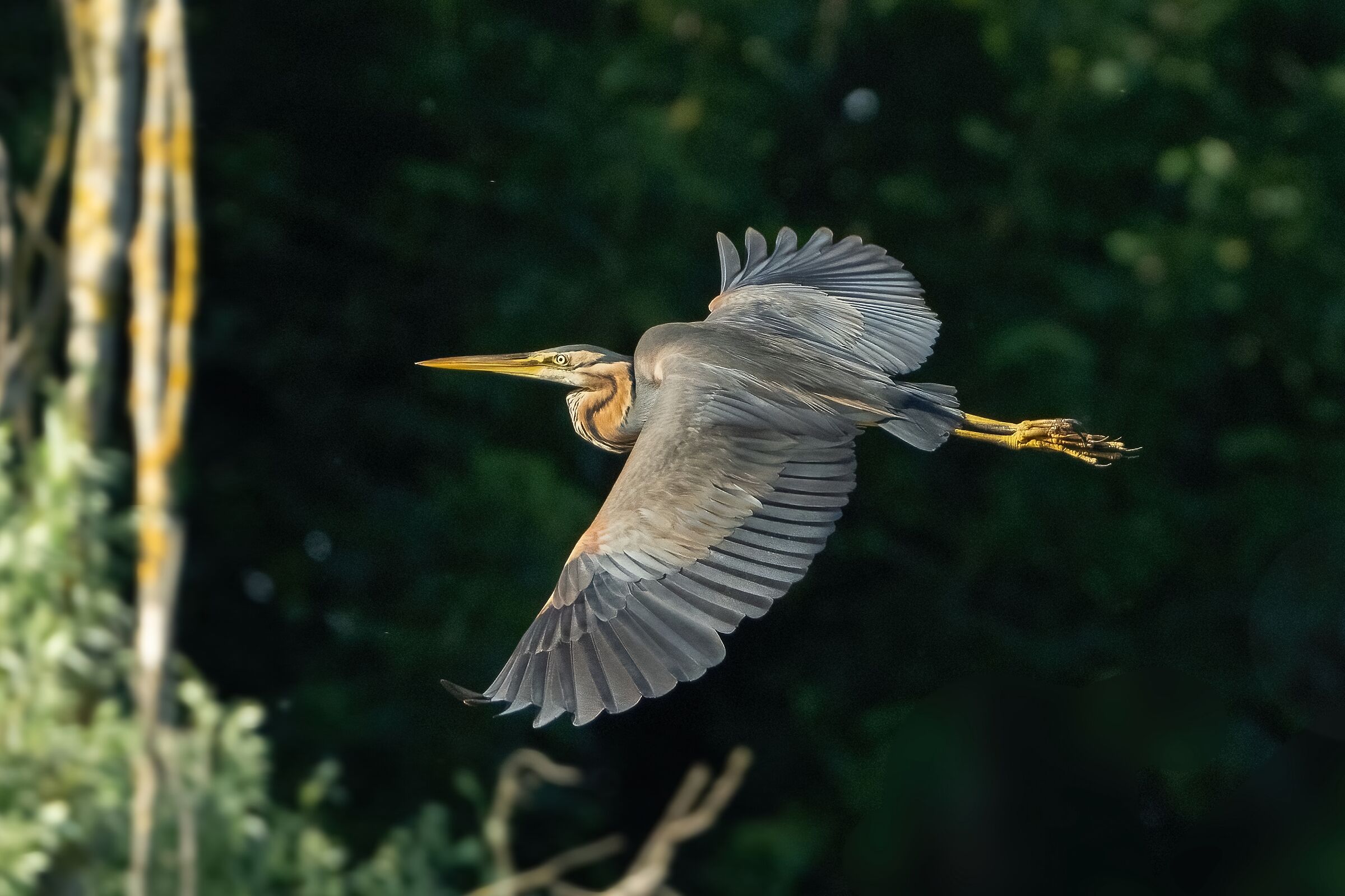 Airone rosso (Ardea purpurea)