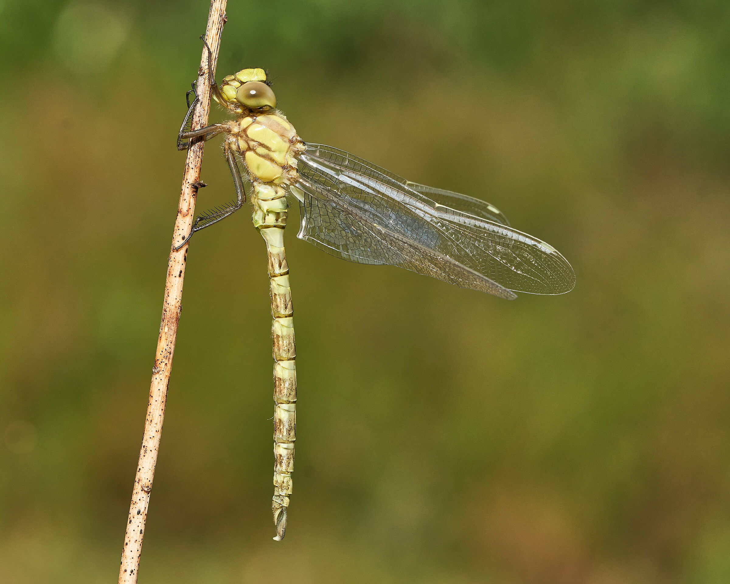 Aeshna cyanea
