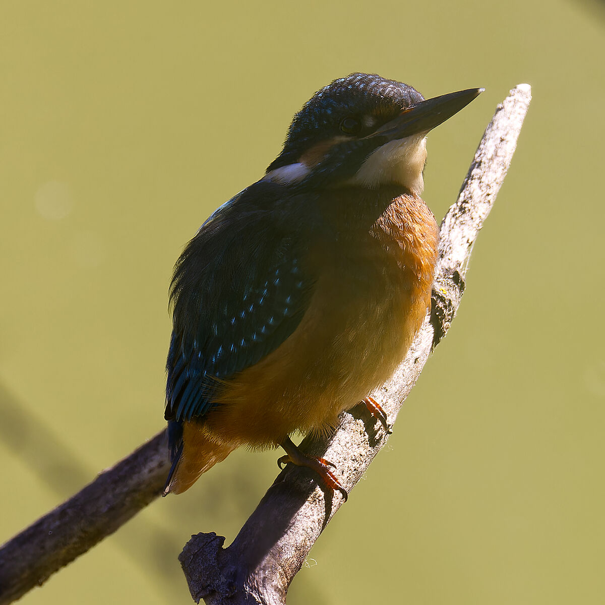 Kingfisher