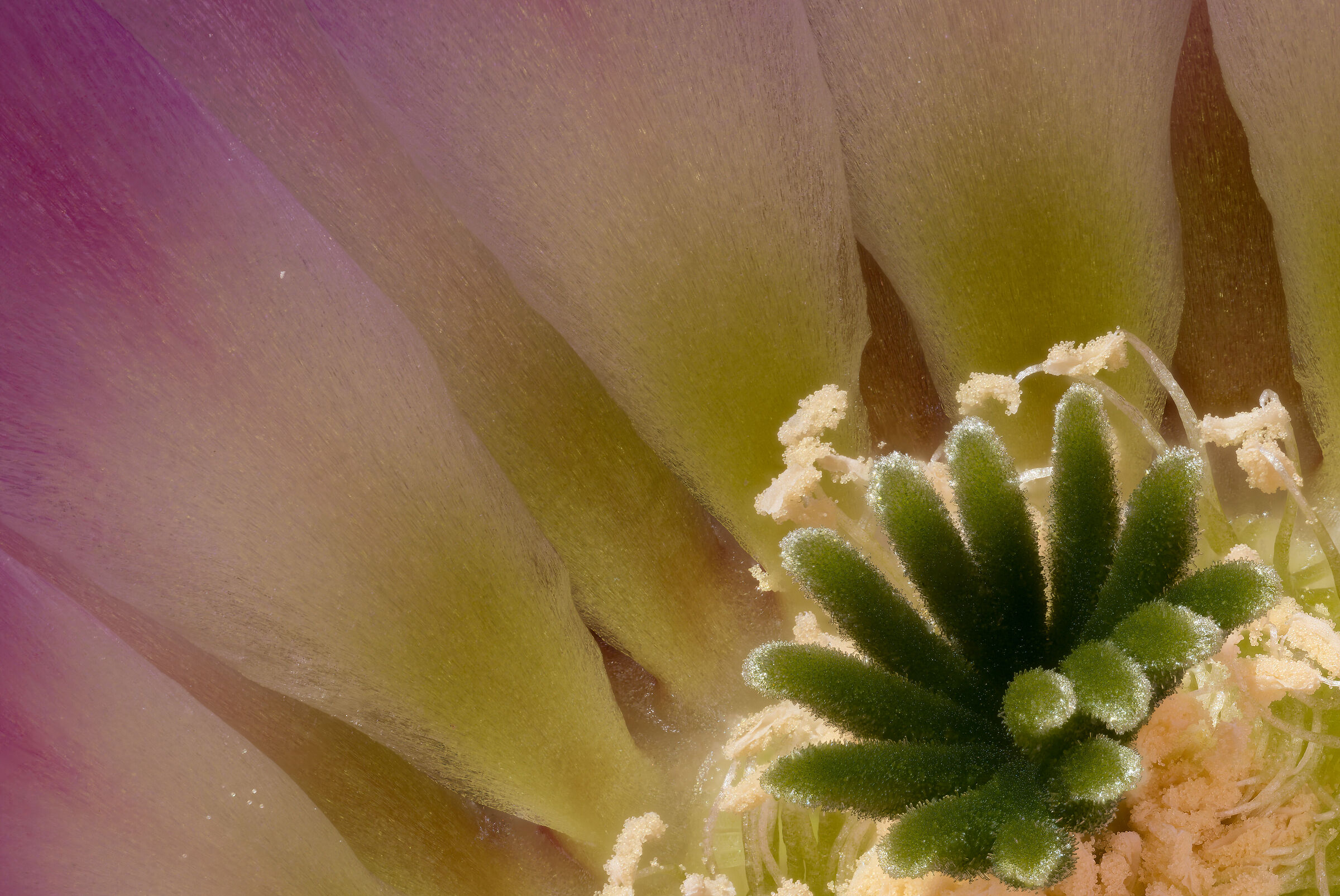 Echinocereus pectinatus forma P337, SE Torreón