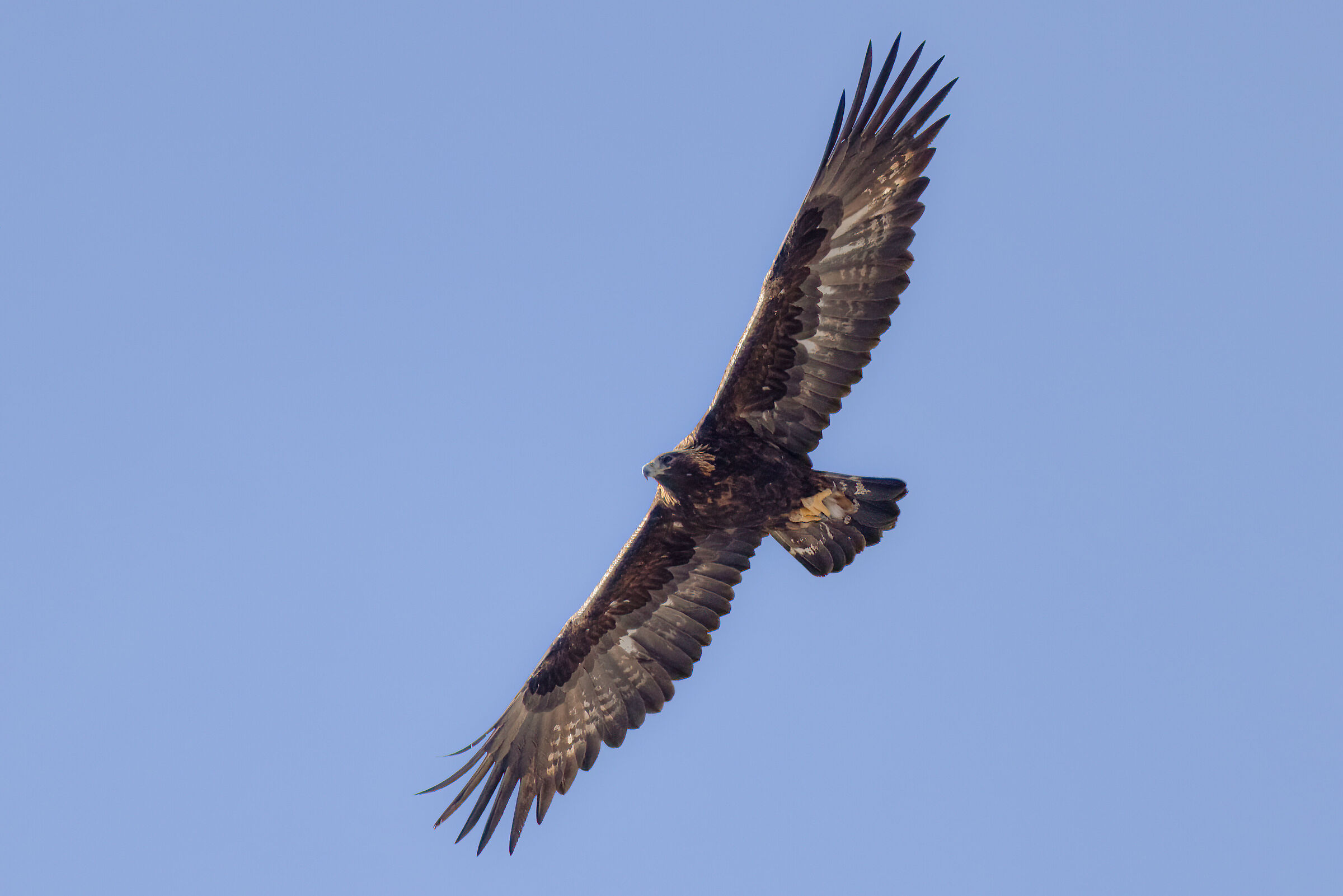 golden eagle