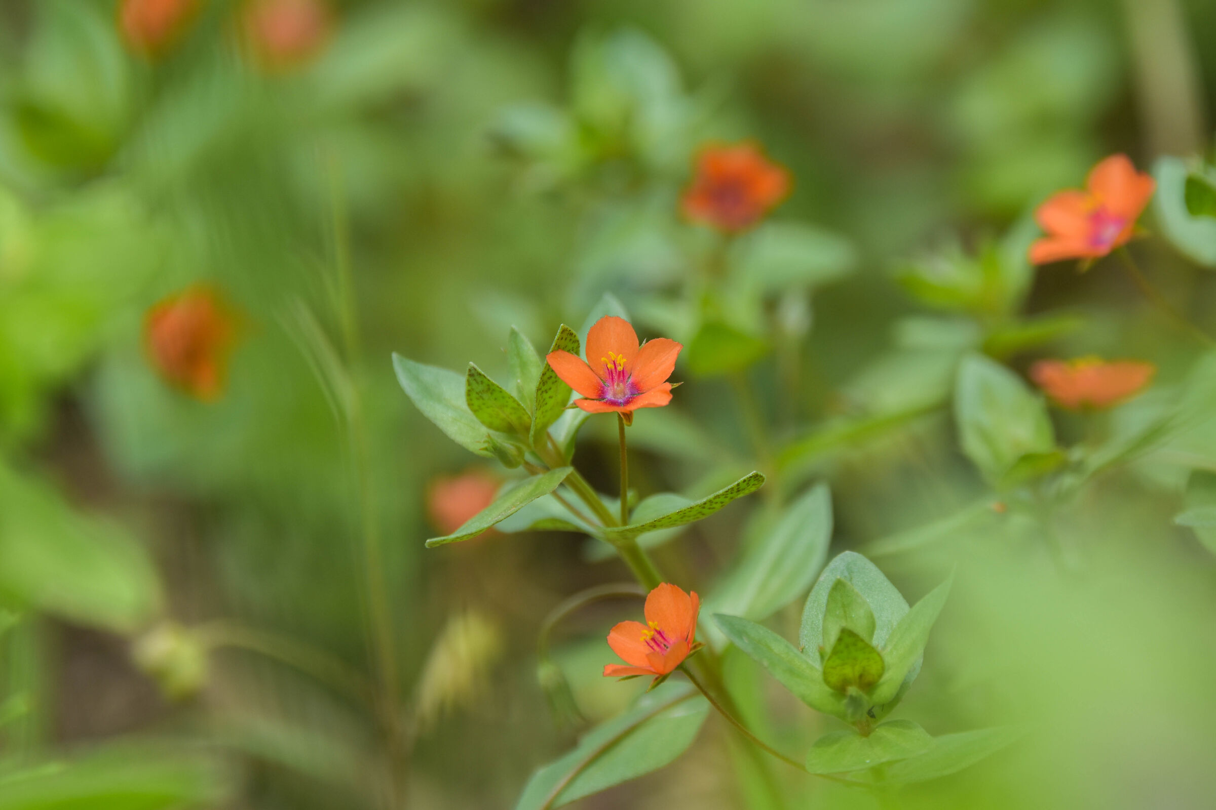 La mordigallina (Lysimachia arvensis)