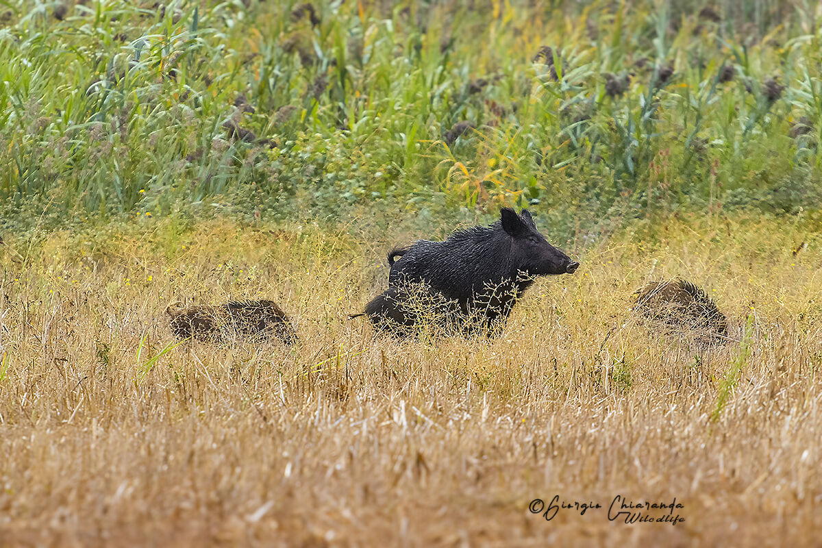 A passeggio con mamma (Cinghiali)