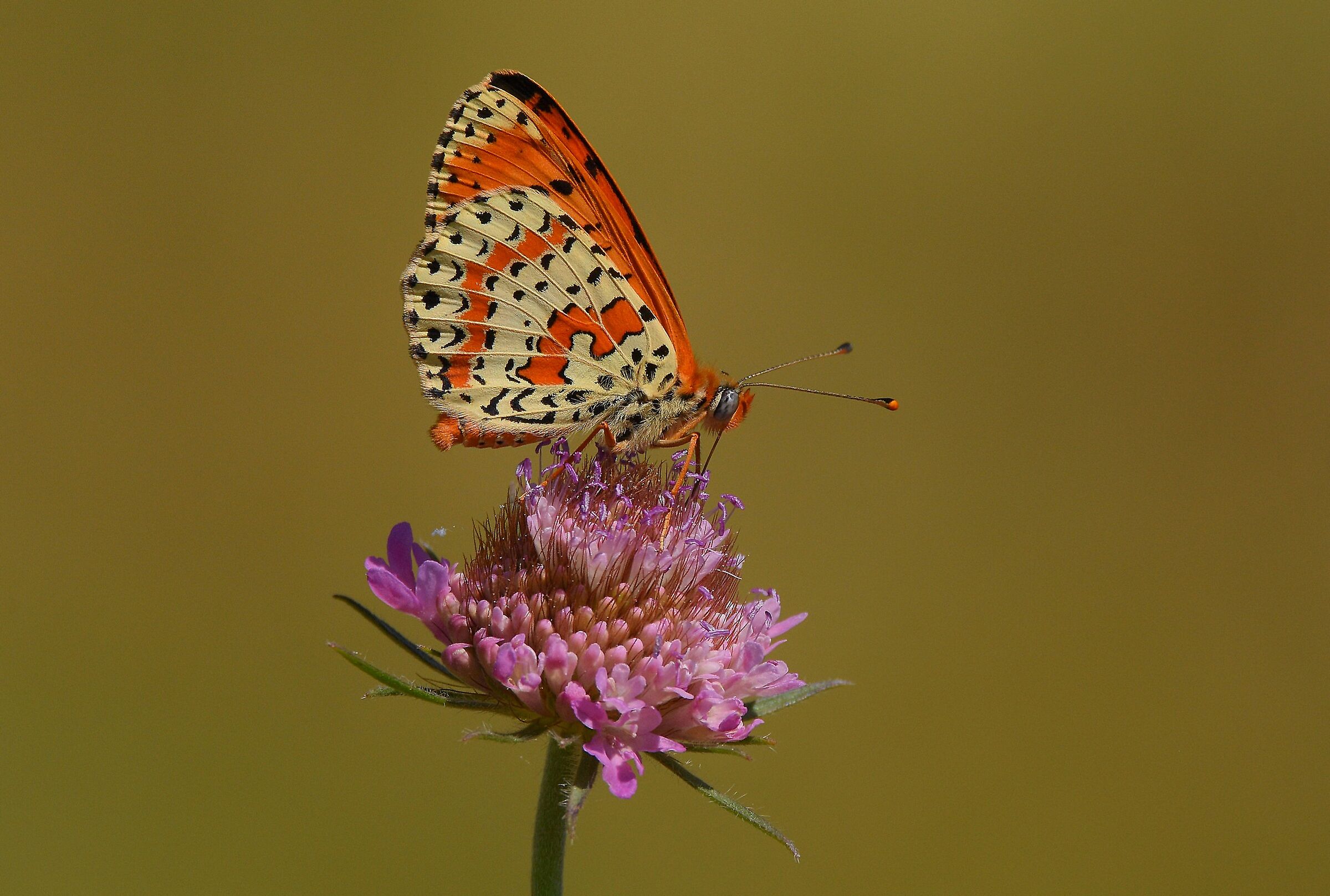 Melitaea didyma