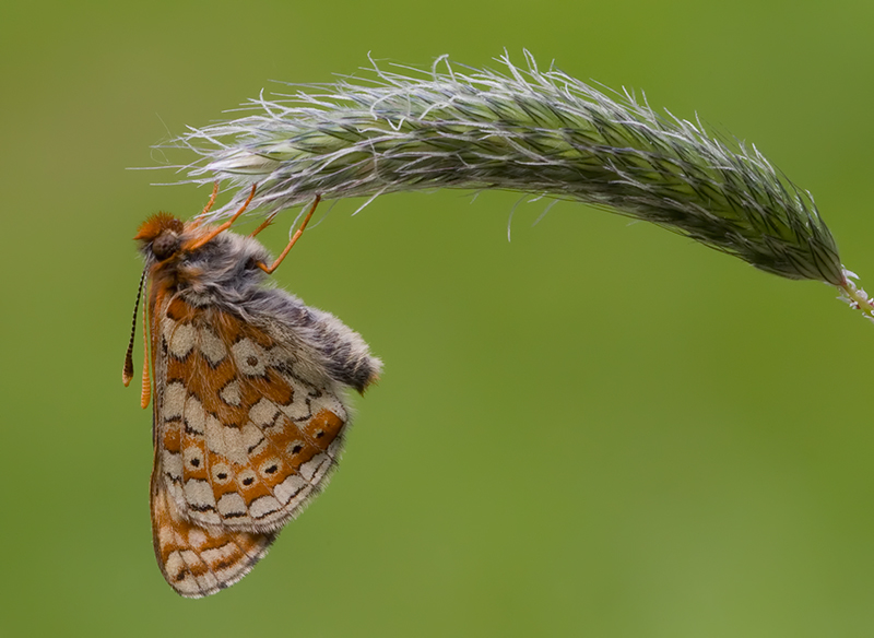 Marsh Fritillary