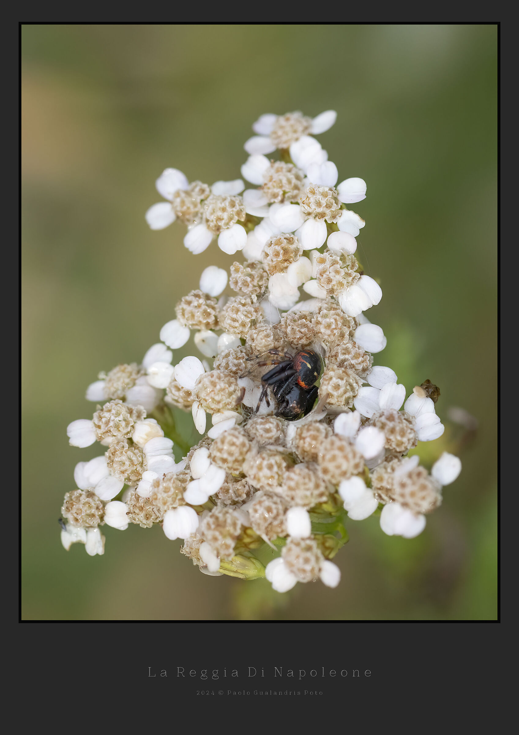 La Reggia di Napoleone
