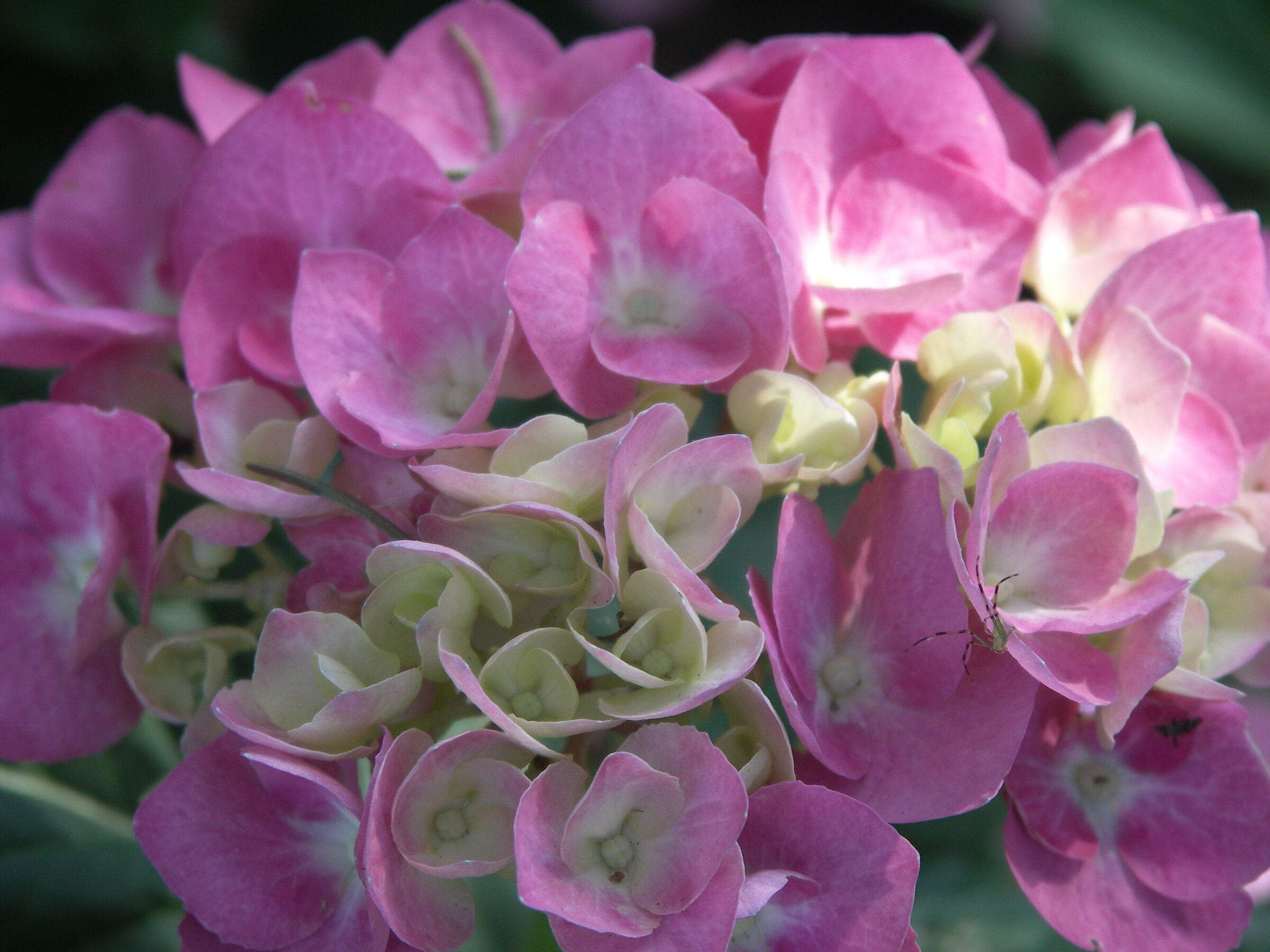 Ortensia rosa