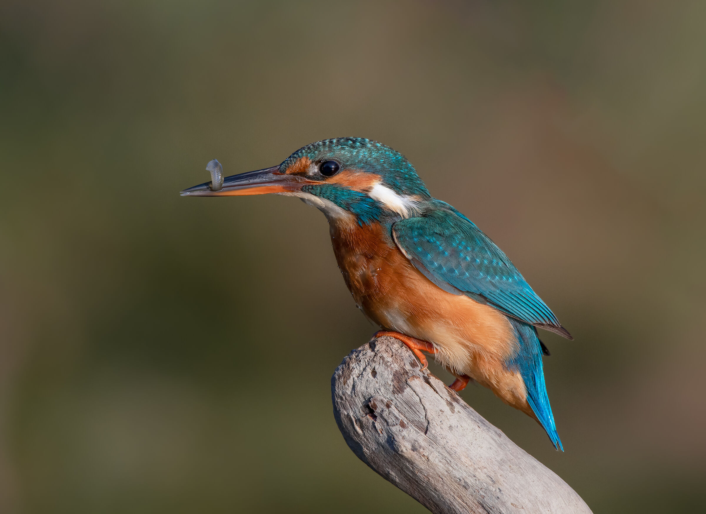 Kingfisher (f)
