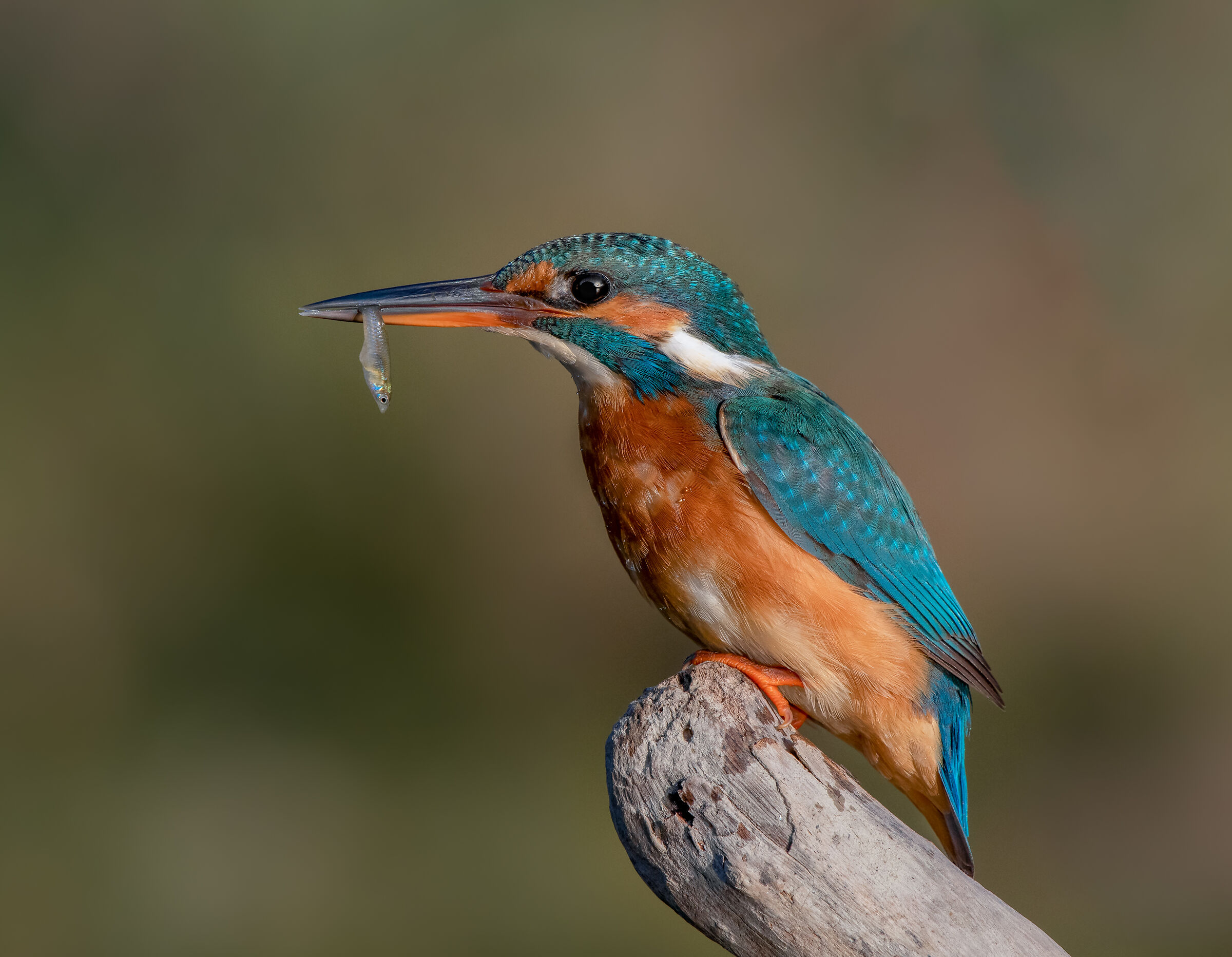 Kingfisher (f)