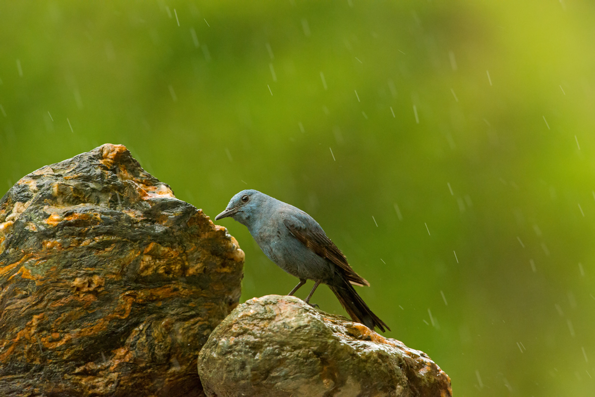 solitario sotto la pioggia