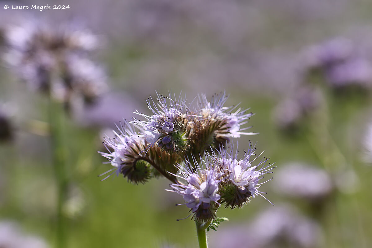 Facelia -Phacelia Tanacetifolia