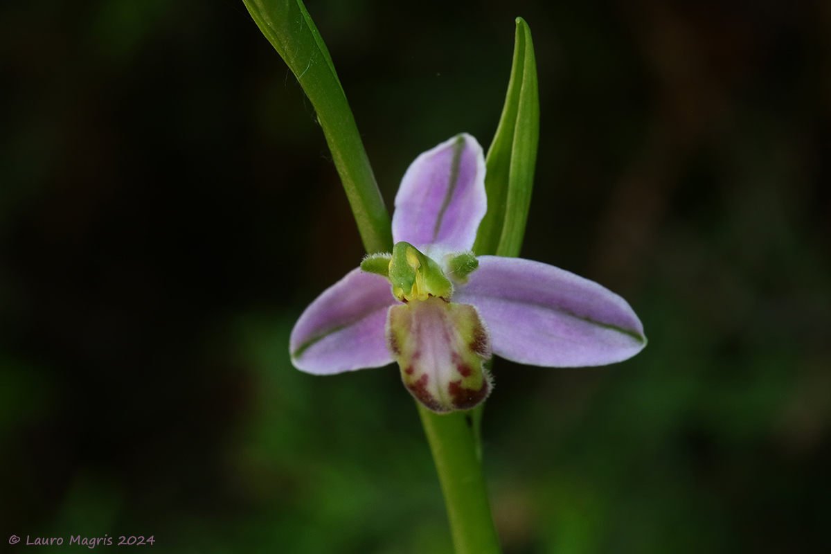 Ophrys holosericea