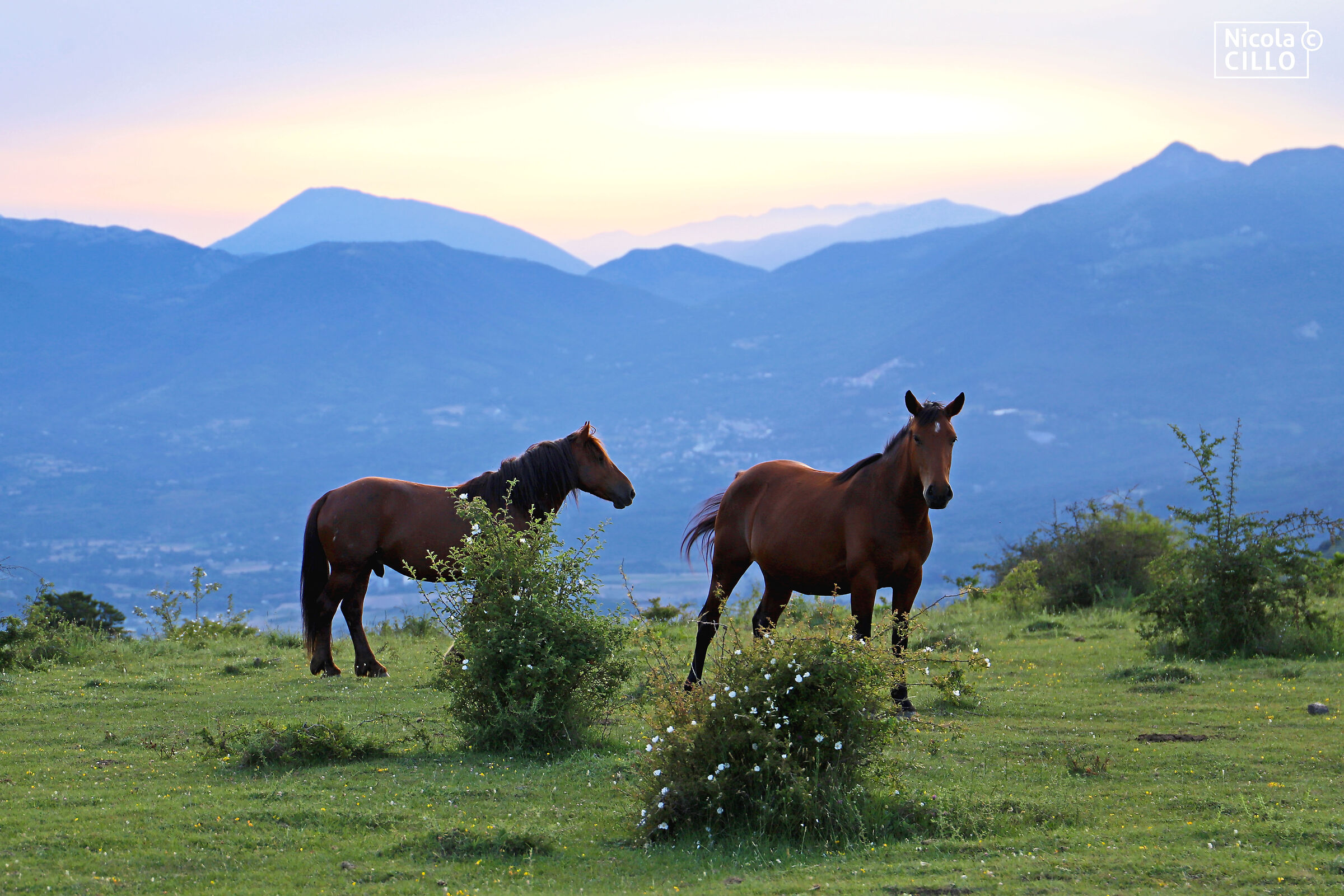 Happyhorses