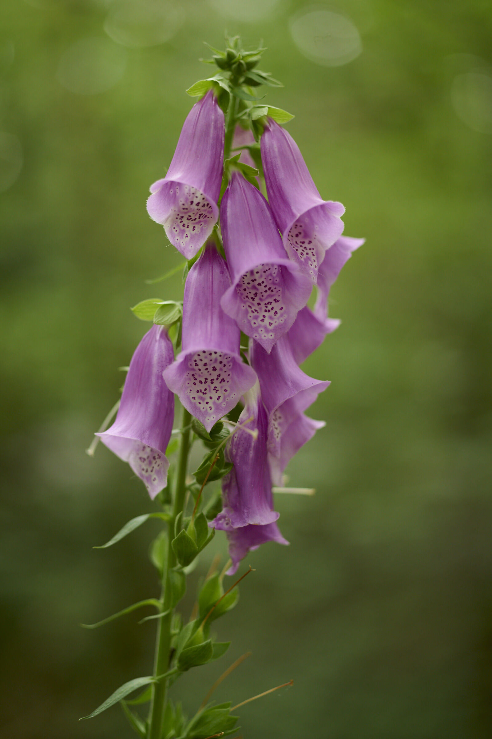 Purpurea di Digitalis