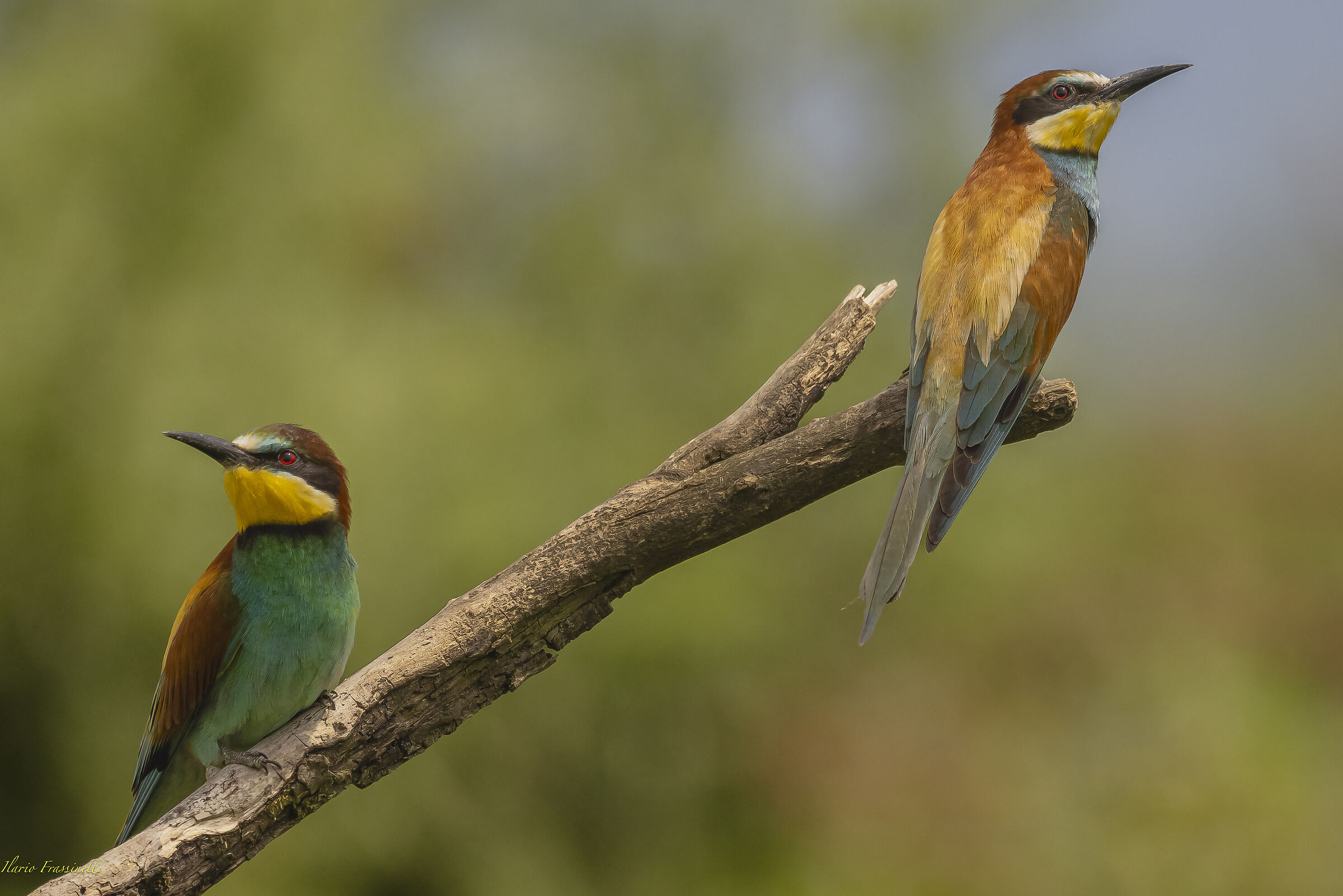 Bee-eaters on the hunt for insects