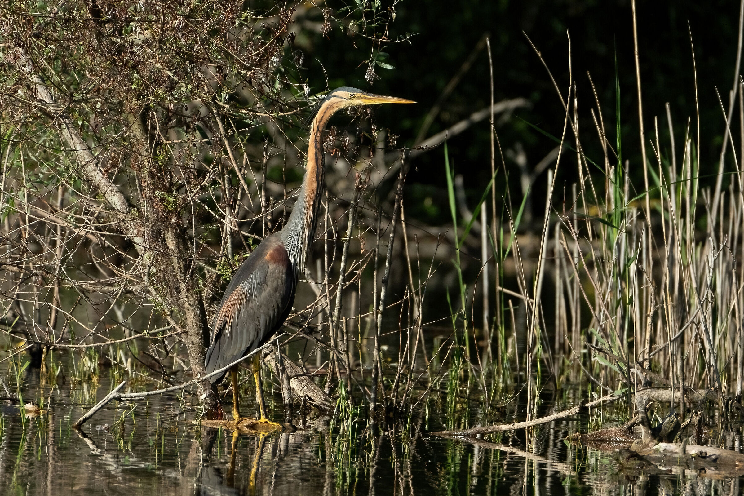 Airone rosso (Ardea purpurea)