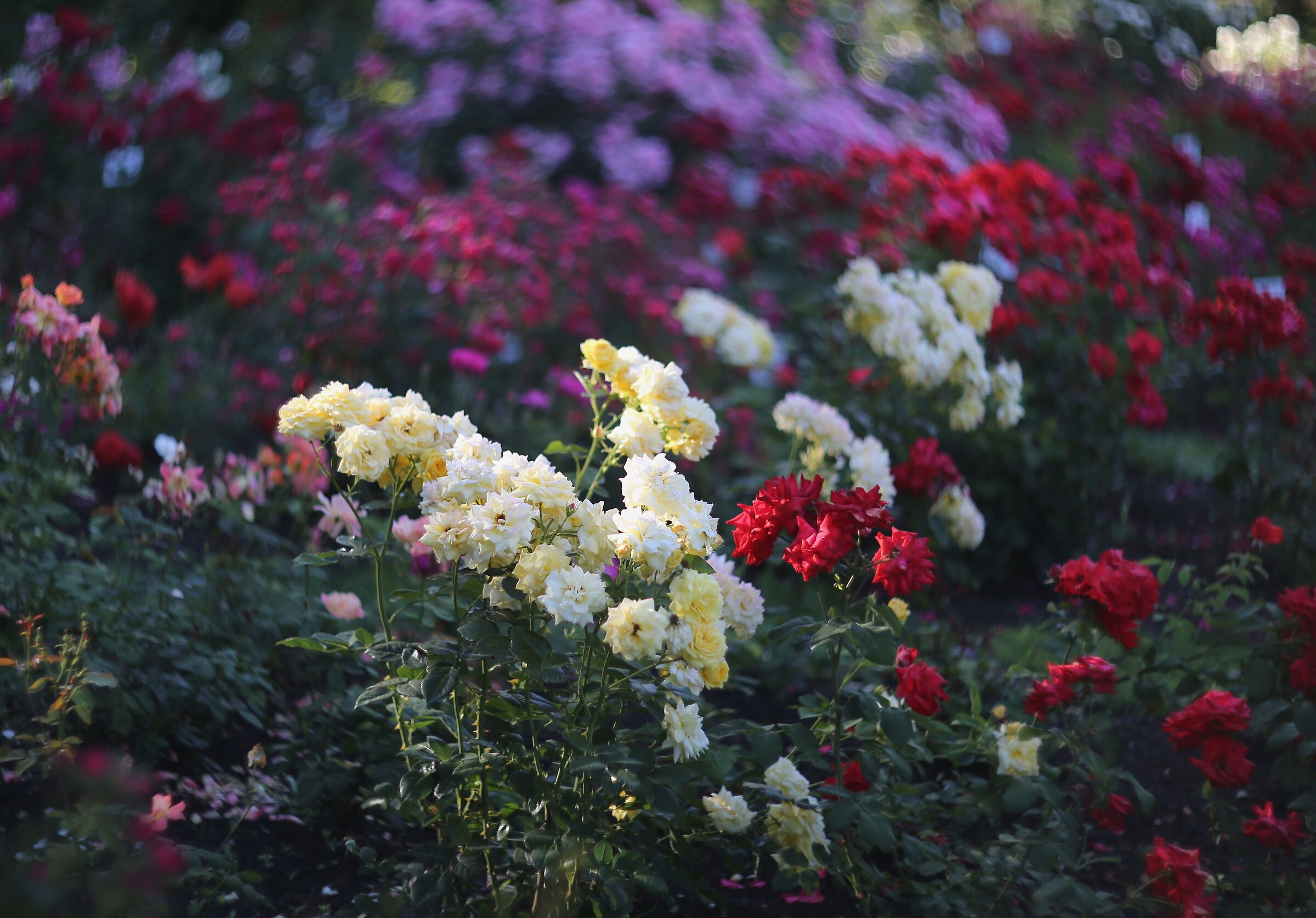 Nostalgia for the old school