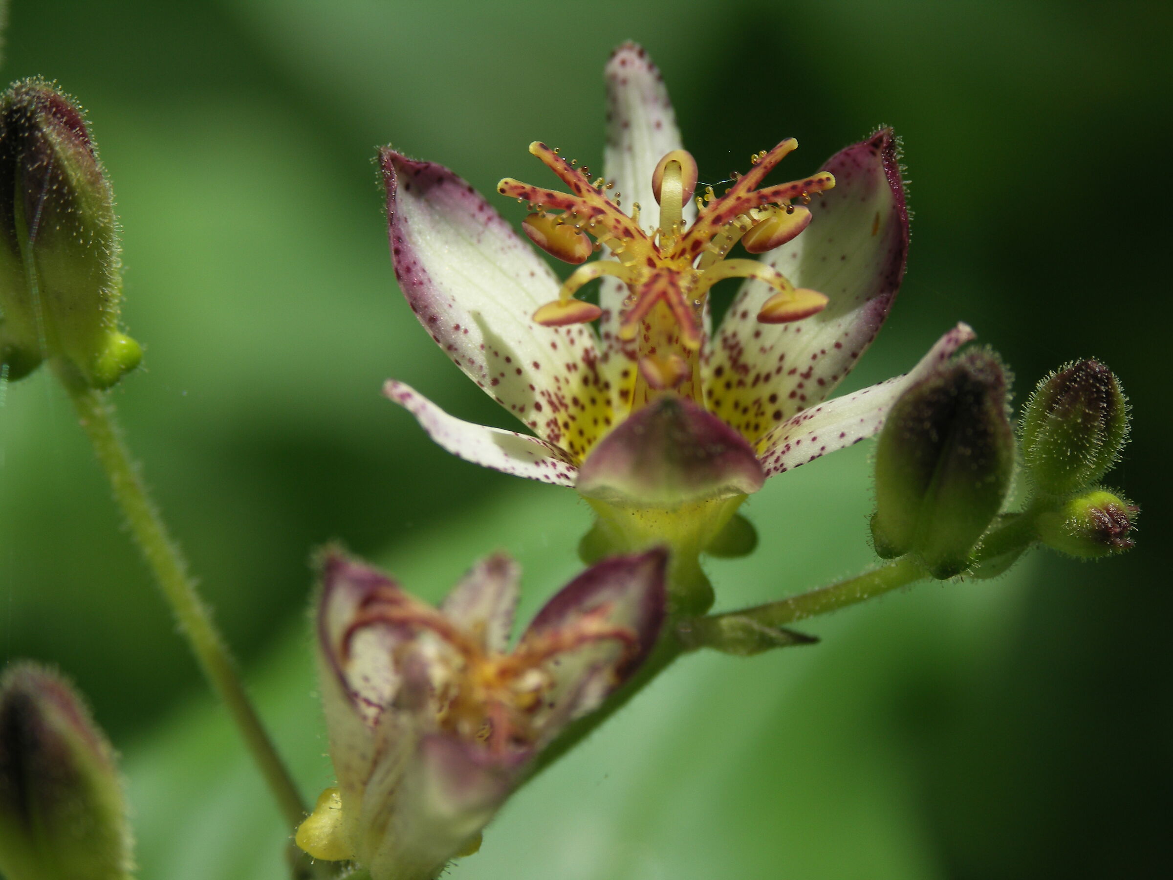 Tricyrtis