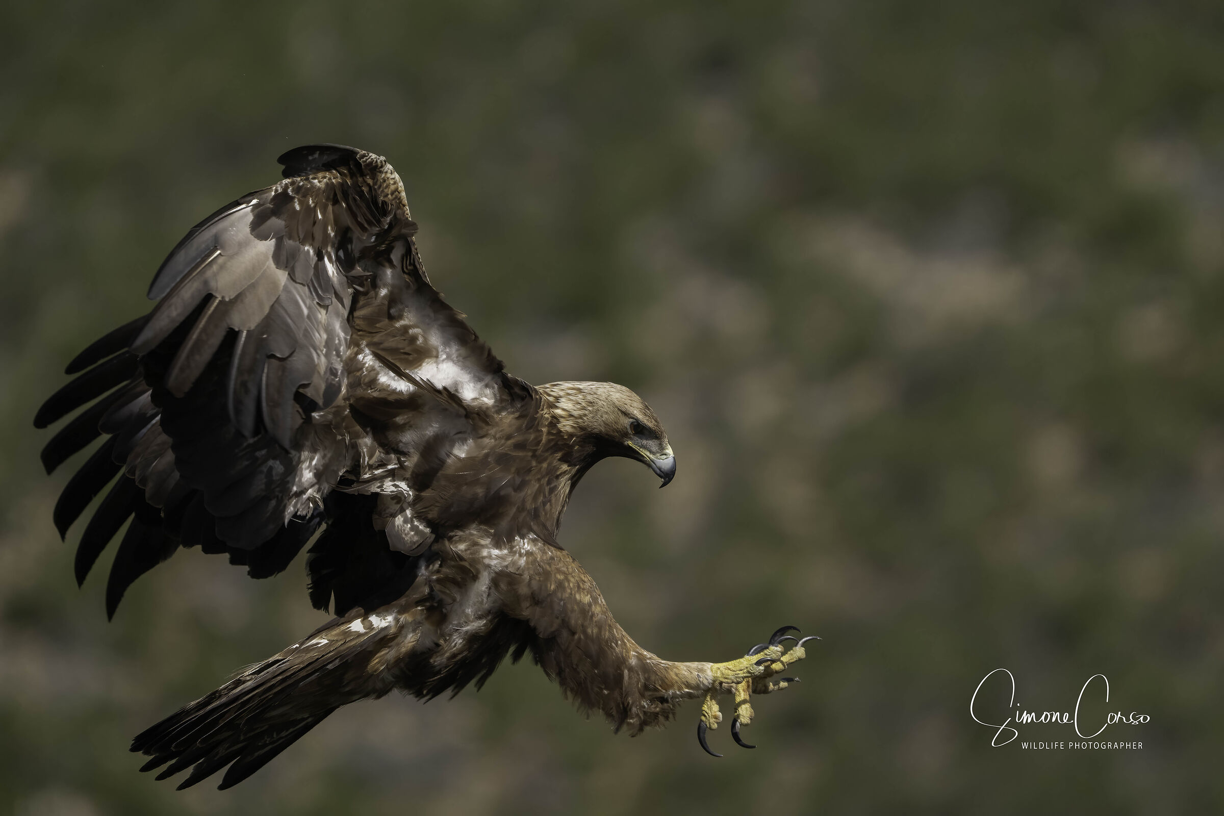 Aquila Reale in caccia