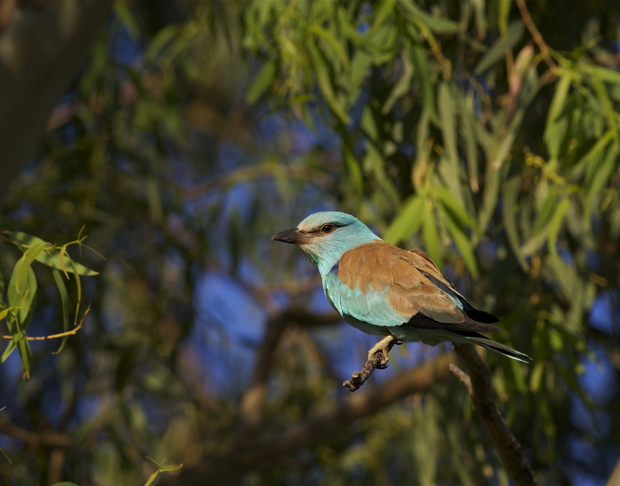 European Roller