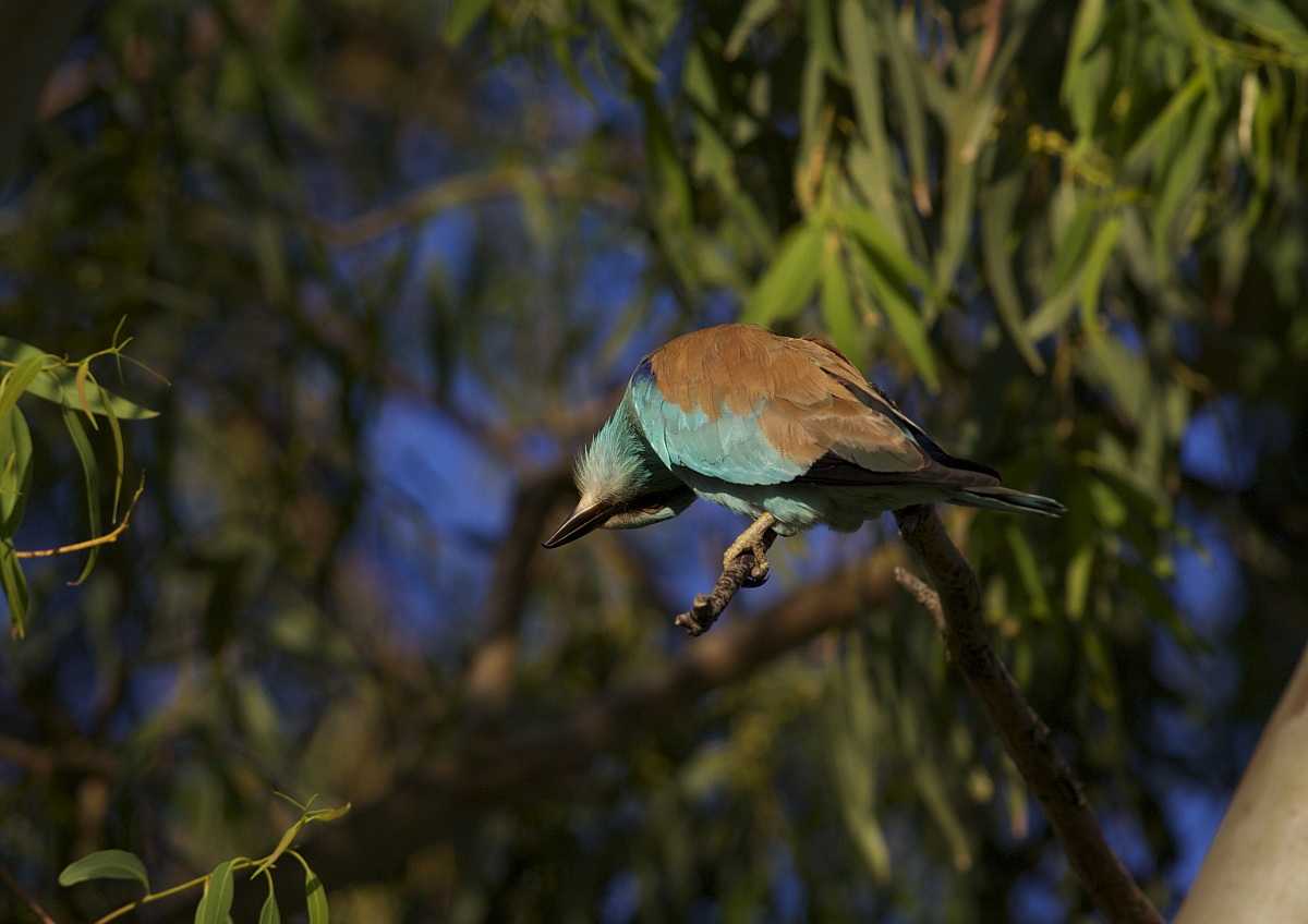 ghiandaia marina contorsionista