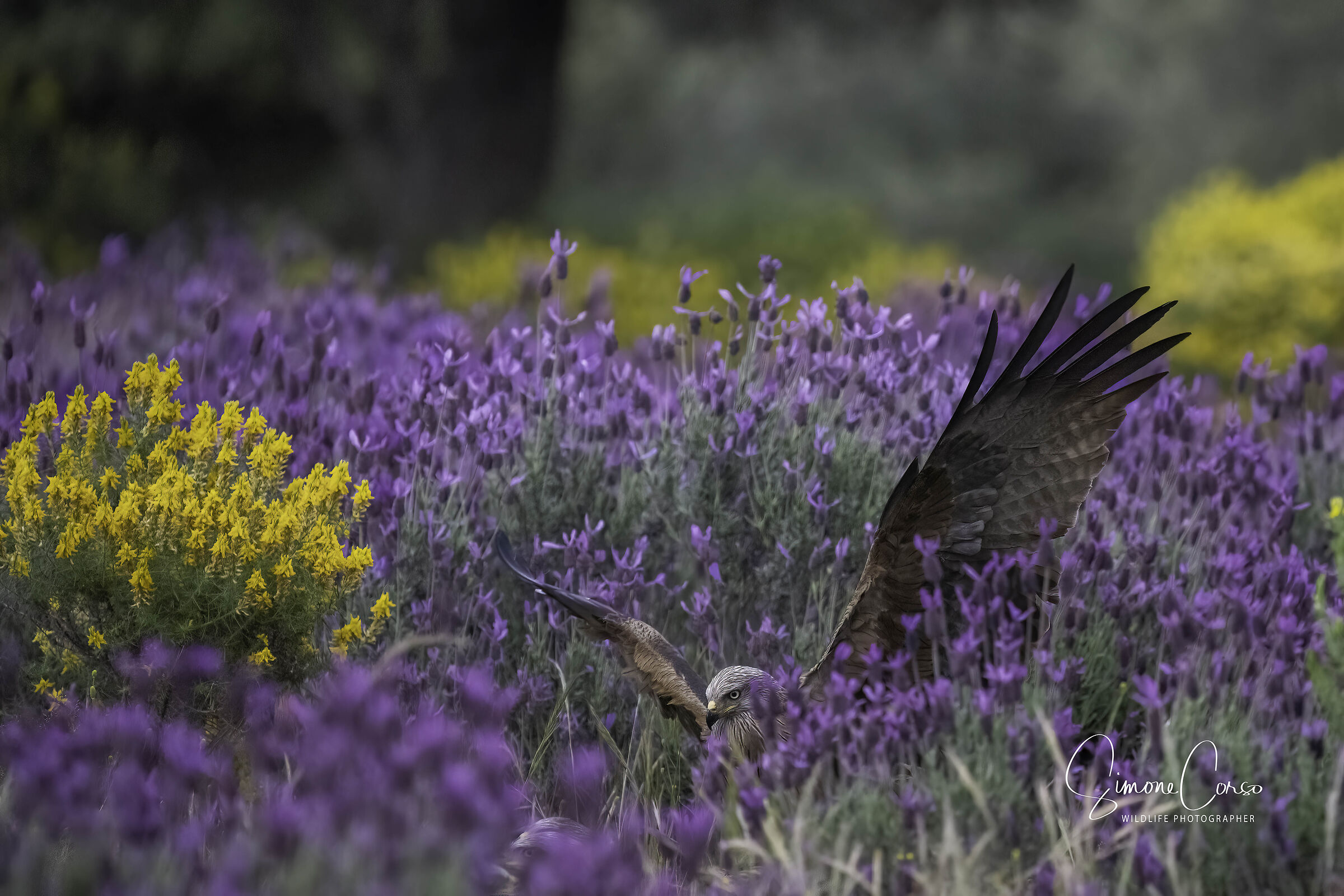 Nibbio in un dipinto