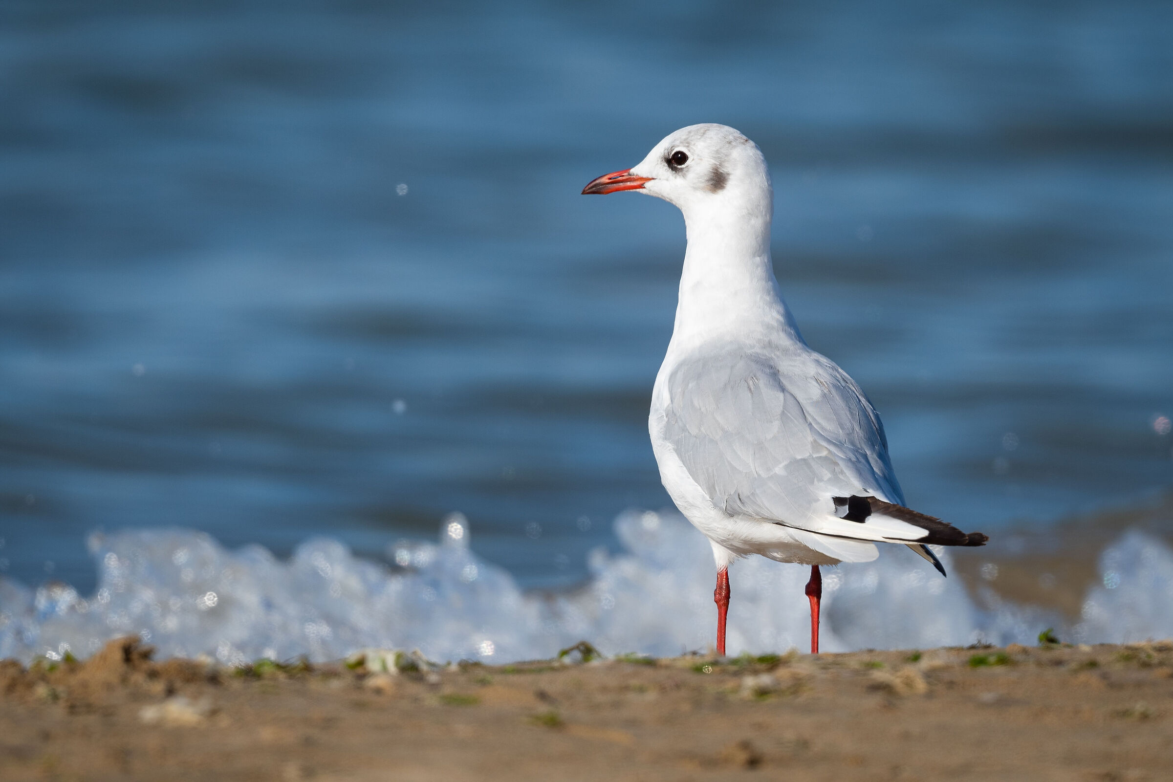 The Guardian of the Sea