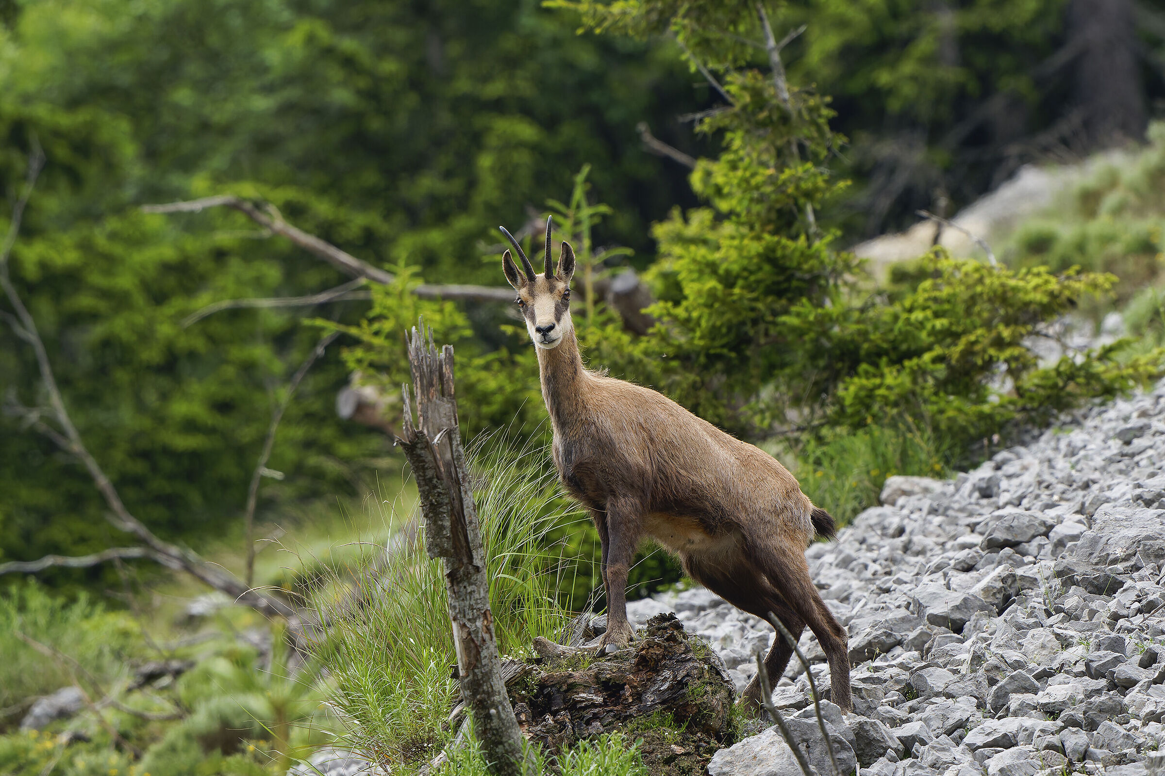 Camoscio in allerta ( femmina (