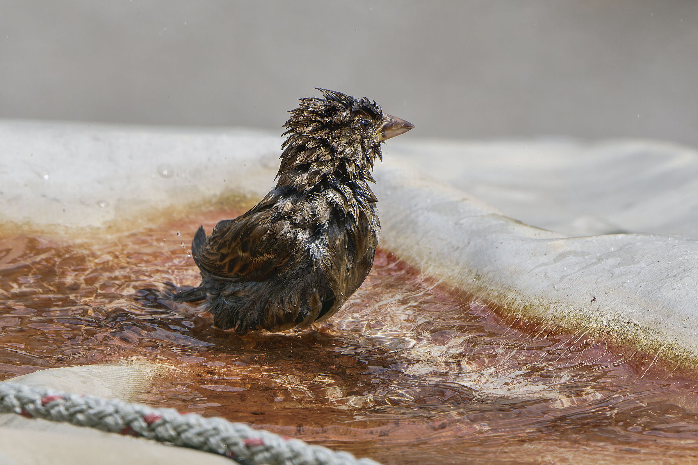 Il bagno del passero