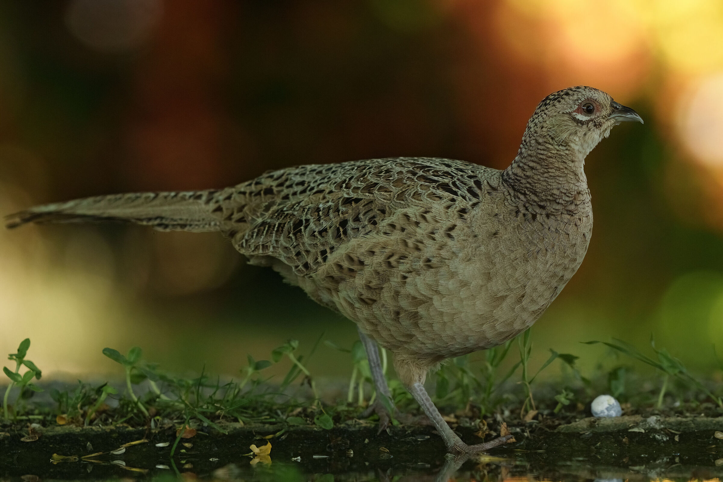 Female pheasant