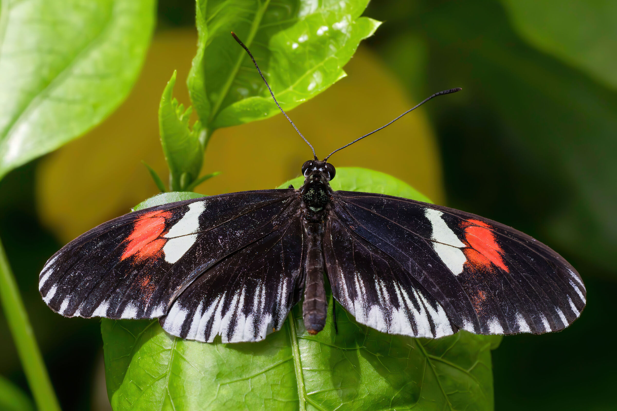 Heliconius melpomene