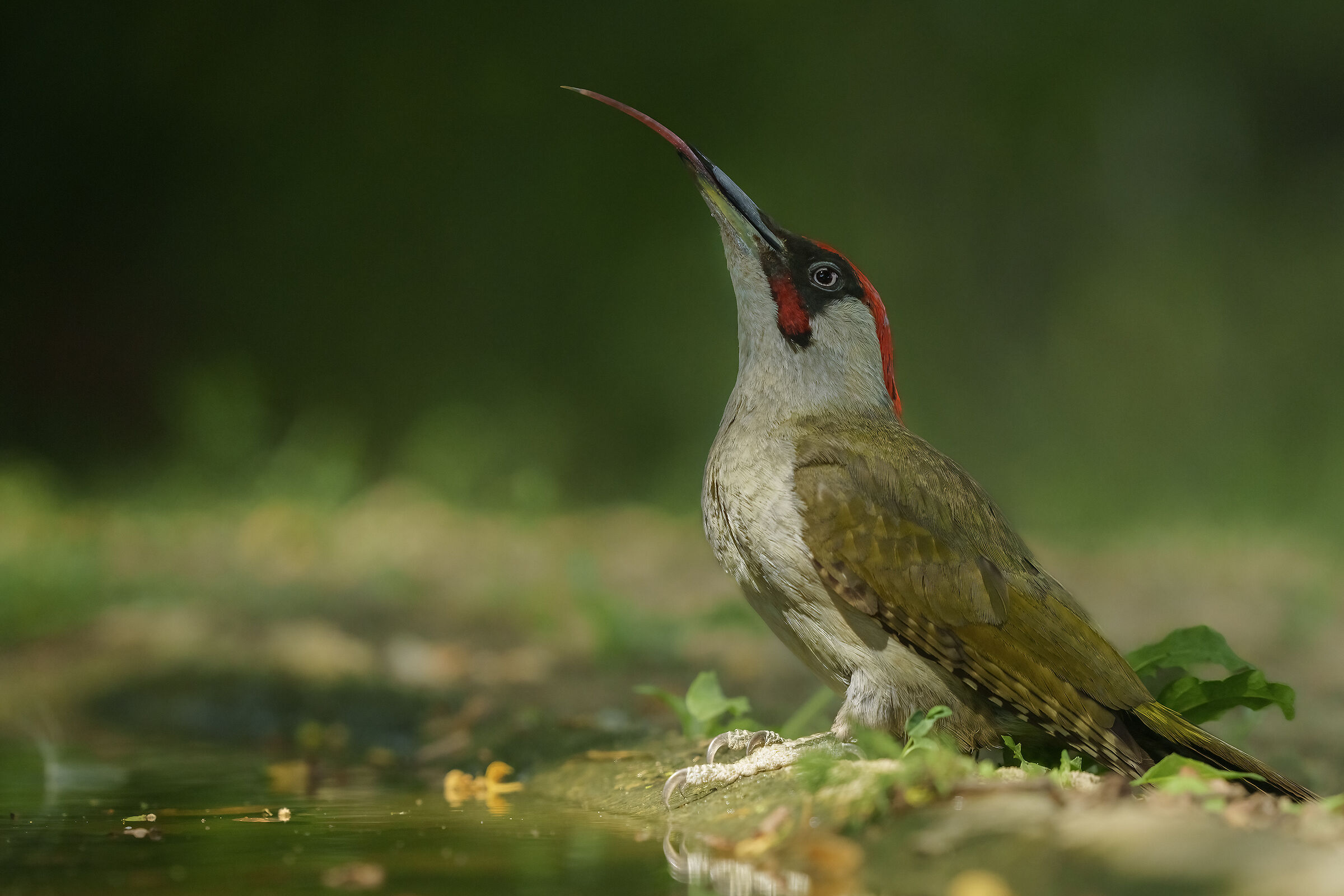 tongue of the male green woodpecker