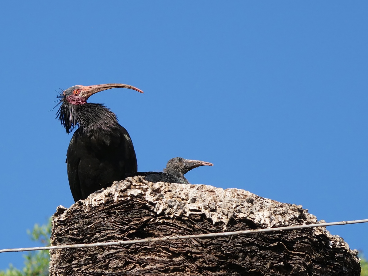 Northern Bald Ibis