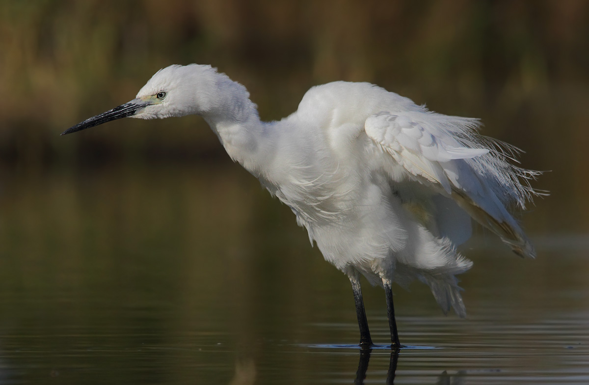 egret