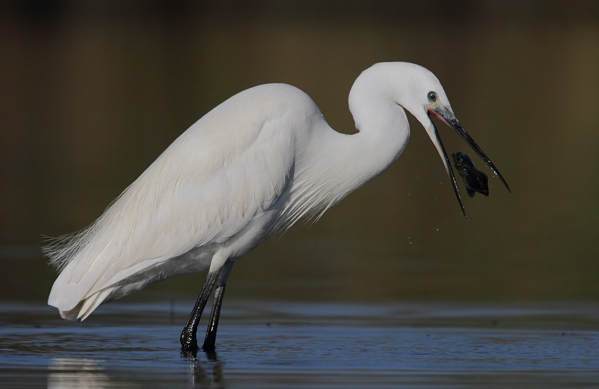 egret with crayfish