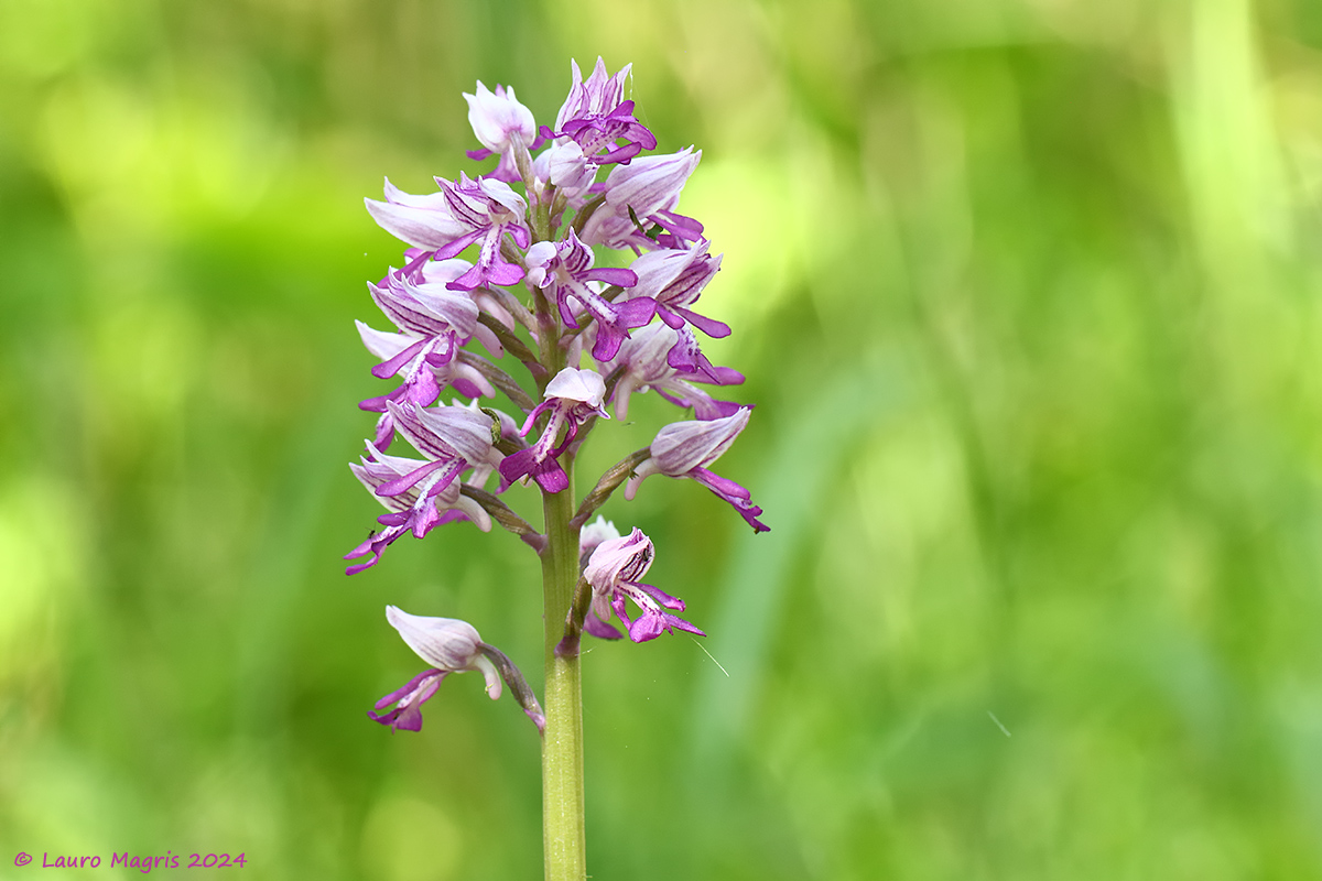 Orchis militaris
