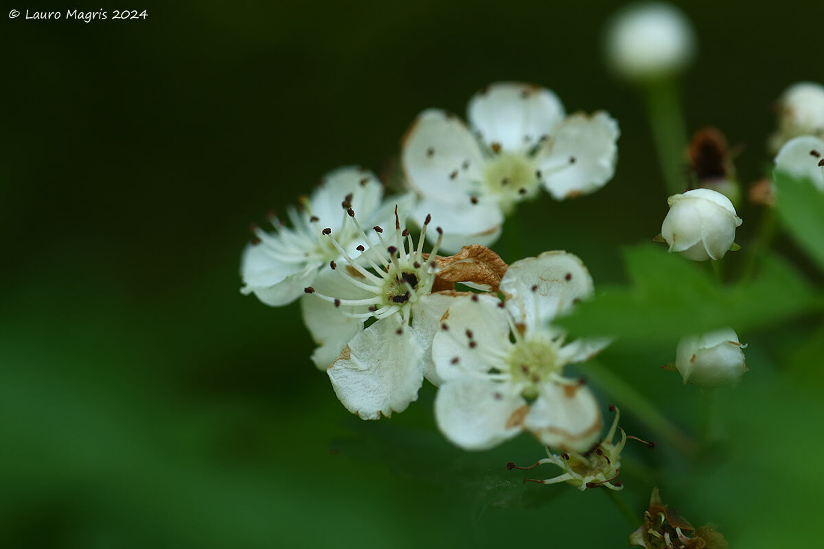 Wild hawthorn