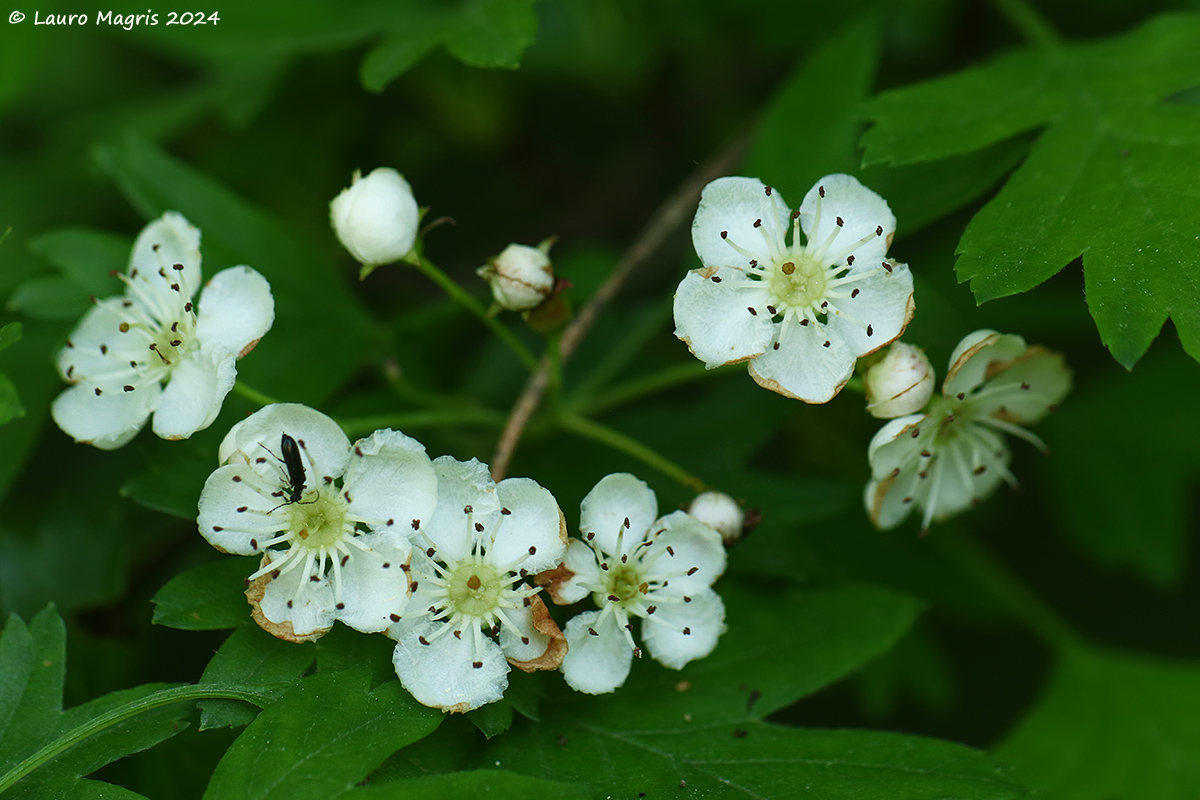 Biancospino selvatico "Crataegus monogyna"