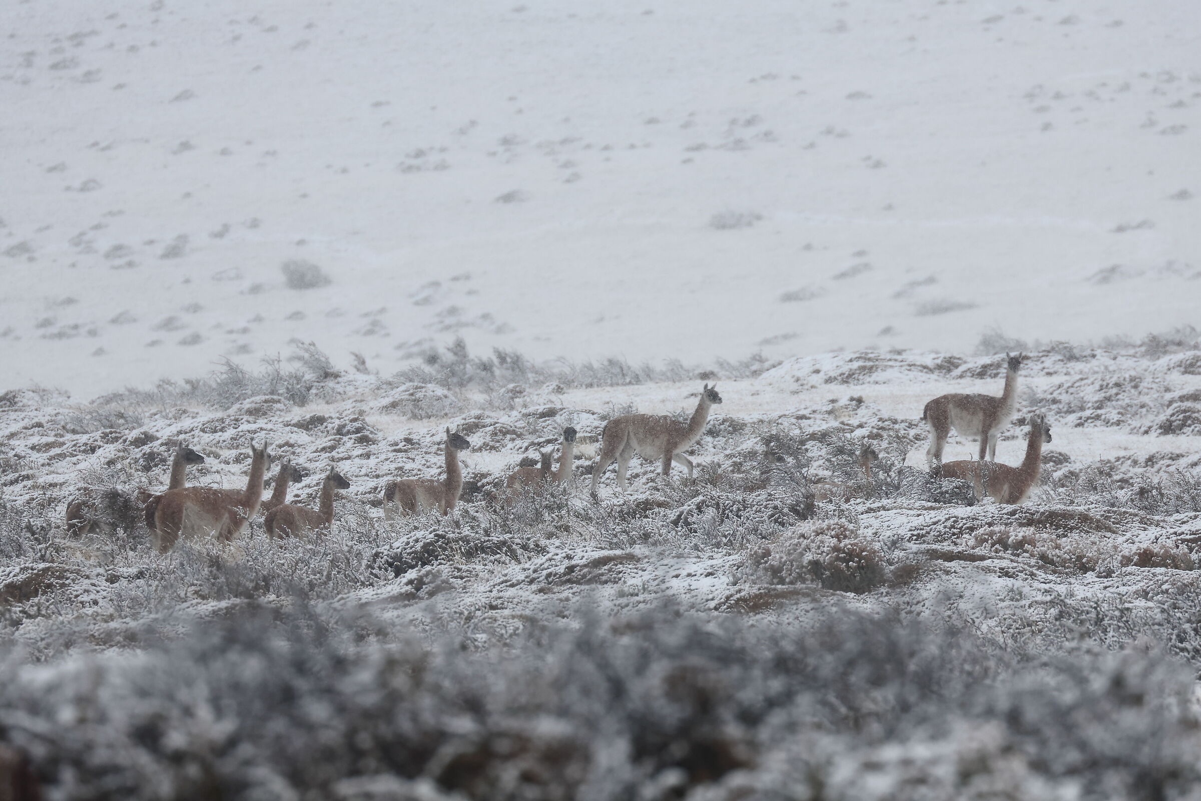 Guanaco in the storm