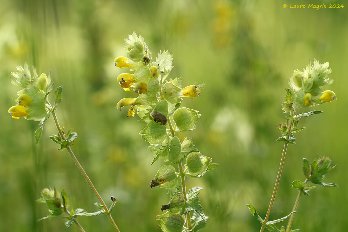 Rhinanthus_alectorolophus (Cresta di gallo comune)