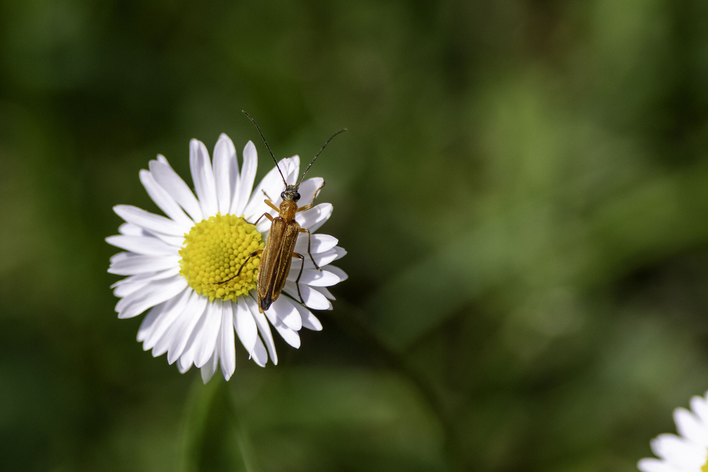 Oedemera podagrariae